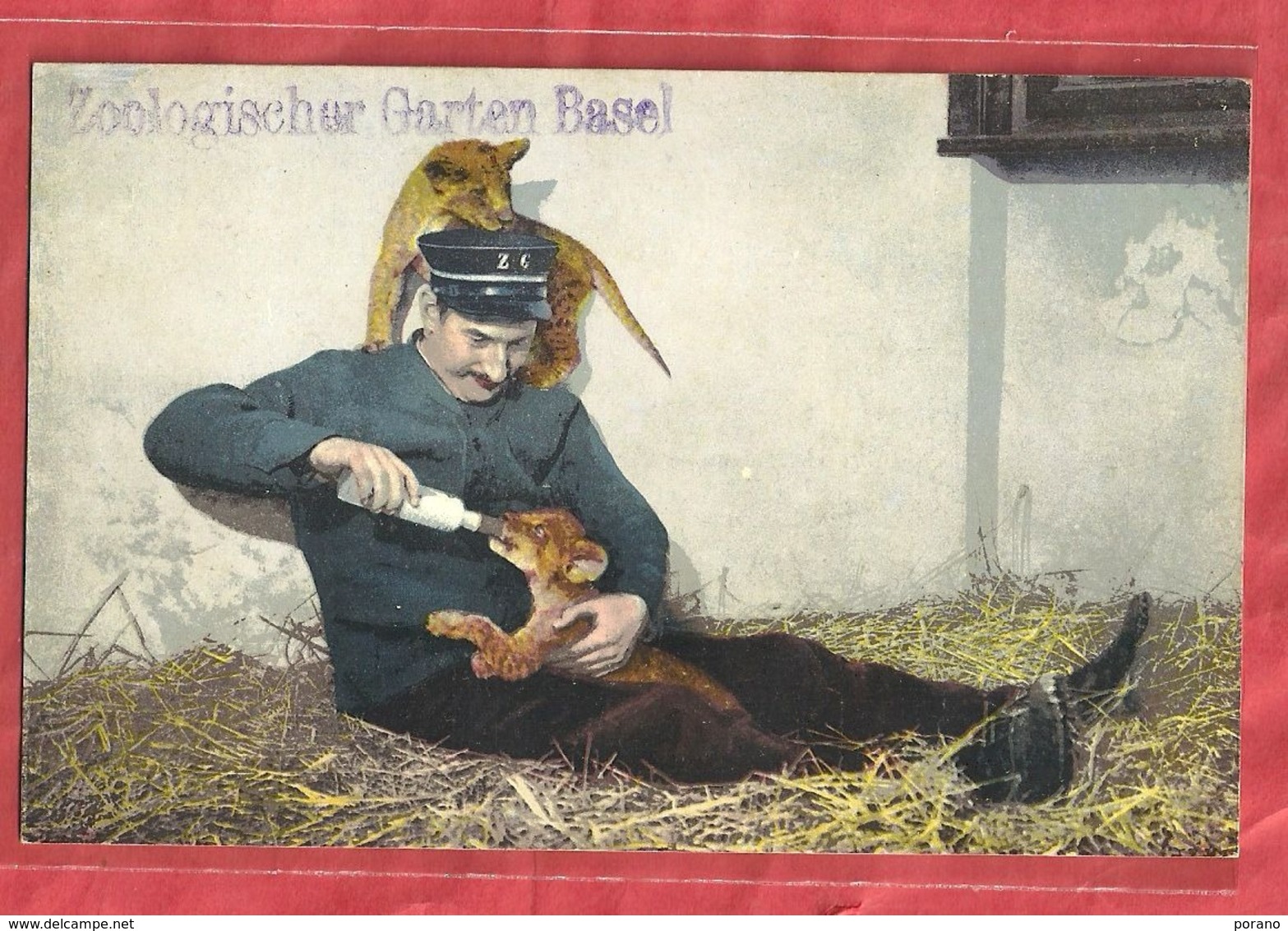 Basel Zoo - Junge Löwen - Ca. 1910 - Bâle