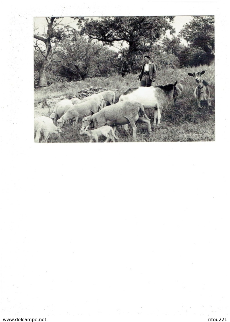 Grande Cpm - Photographe Helmut Krackenberger - Berger Moutons Agneau Chèvre Cloche Chien - Allevamenti