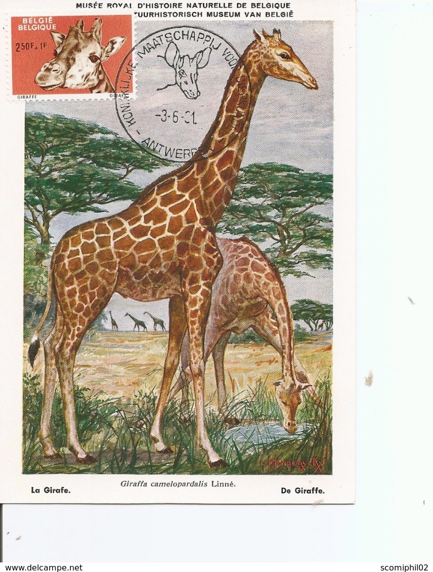 Girafes ( CM De Belgique De 1961 à Voir) - Giraffes