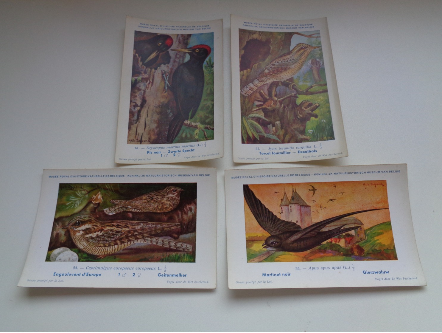 Beau Lot De 10 Cartes Postales Oiseaux  Oiseau  Illustrateur H.Dupond     Mooi Lot Van 10 Postkaarten Van Vogels  Vogel - 5 - 99 Cartes