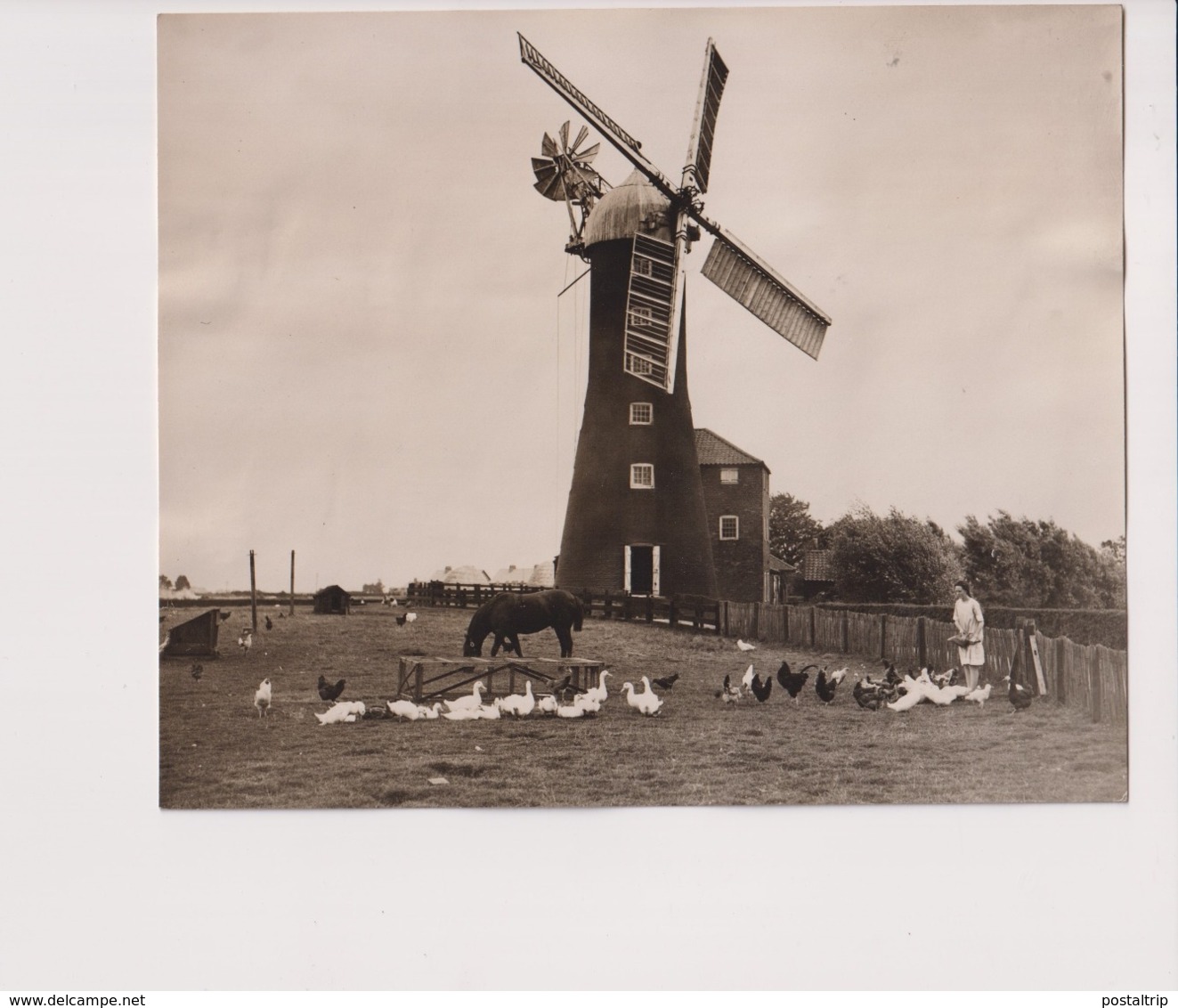 LINCOLNSHIRE  CROFT MILL WAINFLEET WINDMILL WINDMOLEN Windmühle MOULIN A VENT +- 17*14CM Fonds Victor FORBIN (1864-1947) - Lieux