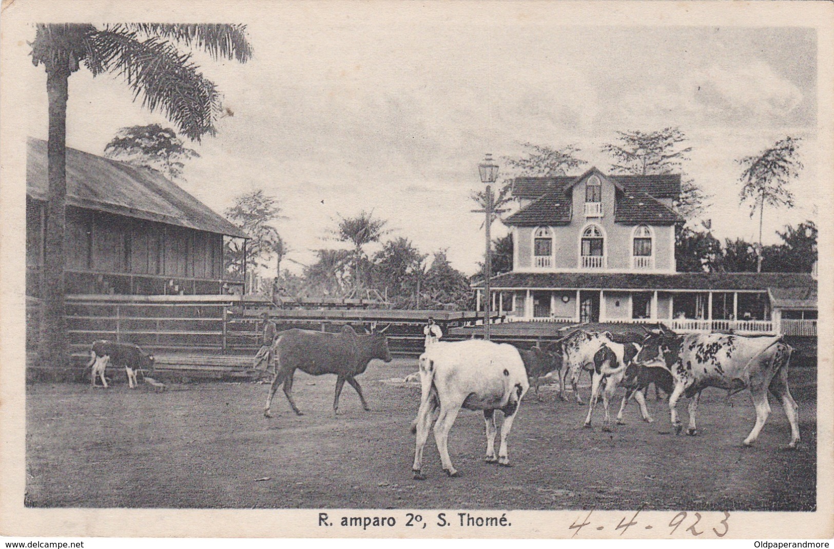 POSTCARD PORTUGAL - OLD COLONY - SÃO TOMÉ E  PRINCIPE - R. AMPARO 2º,  COW - CATTLE - FARM   , S. THOMÉ - Sao Tome Et Principe