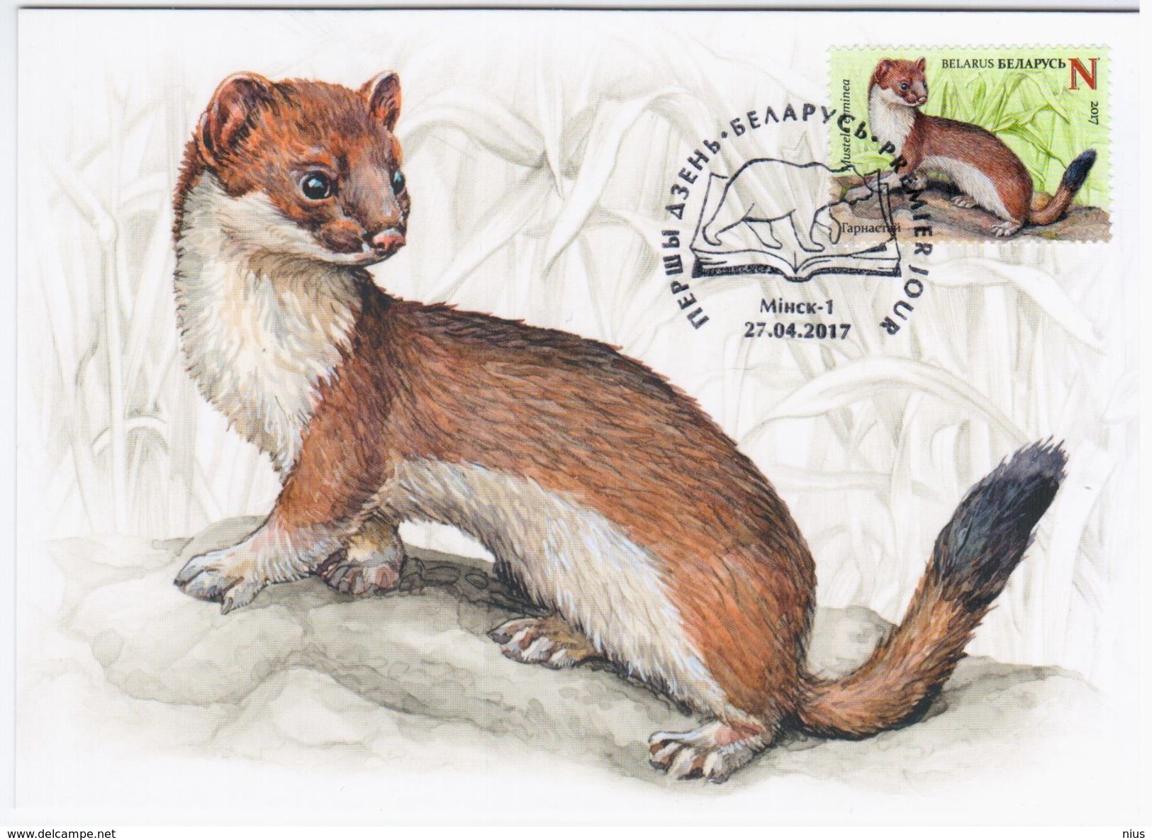 Belarus 2017 Maximum Card, Fauna Stoat Short-tailed Weasel Mustela Erminea - Belarus