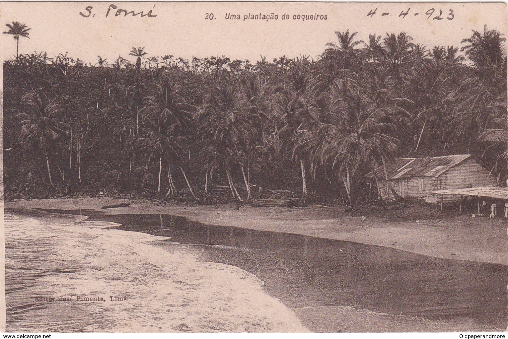 POSTCARD PORTUGAL - OLD COLONY - SÃO TOMÉ E  PRINCIPE - UMA PLANTAÇÃO DE COQUEIROS   , S. THOMÉ - Sao Tome Et Principe