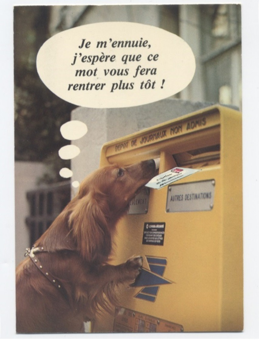 Chien La Poste  RECTO/VERSO - B80 - Perros