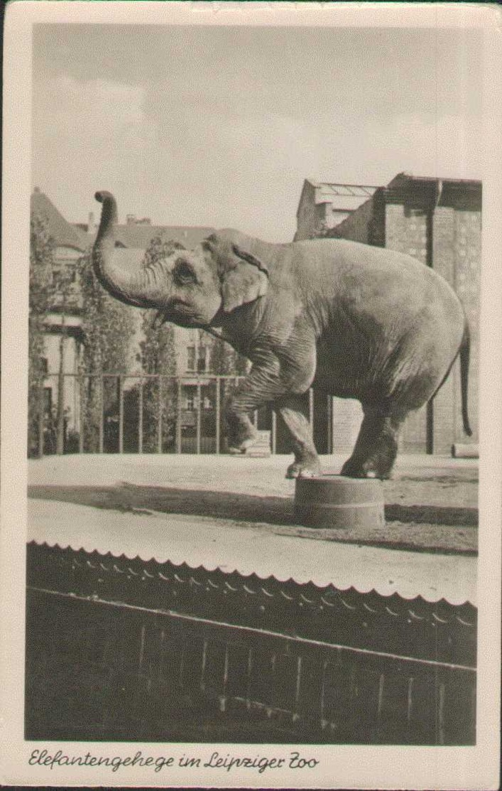 Leipzig, Zoologischer Garten, Elefantengehege, Foto-Postkarte, Sachsen - Leipzig