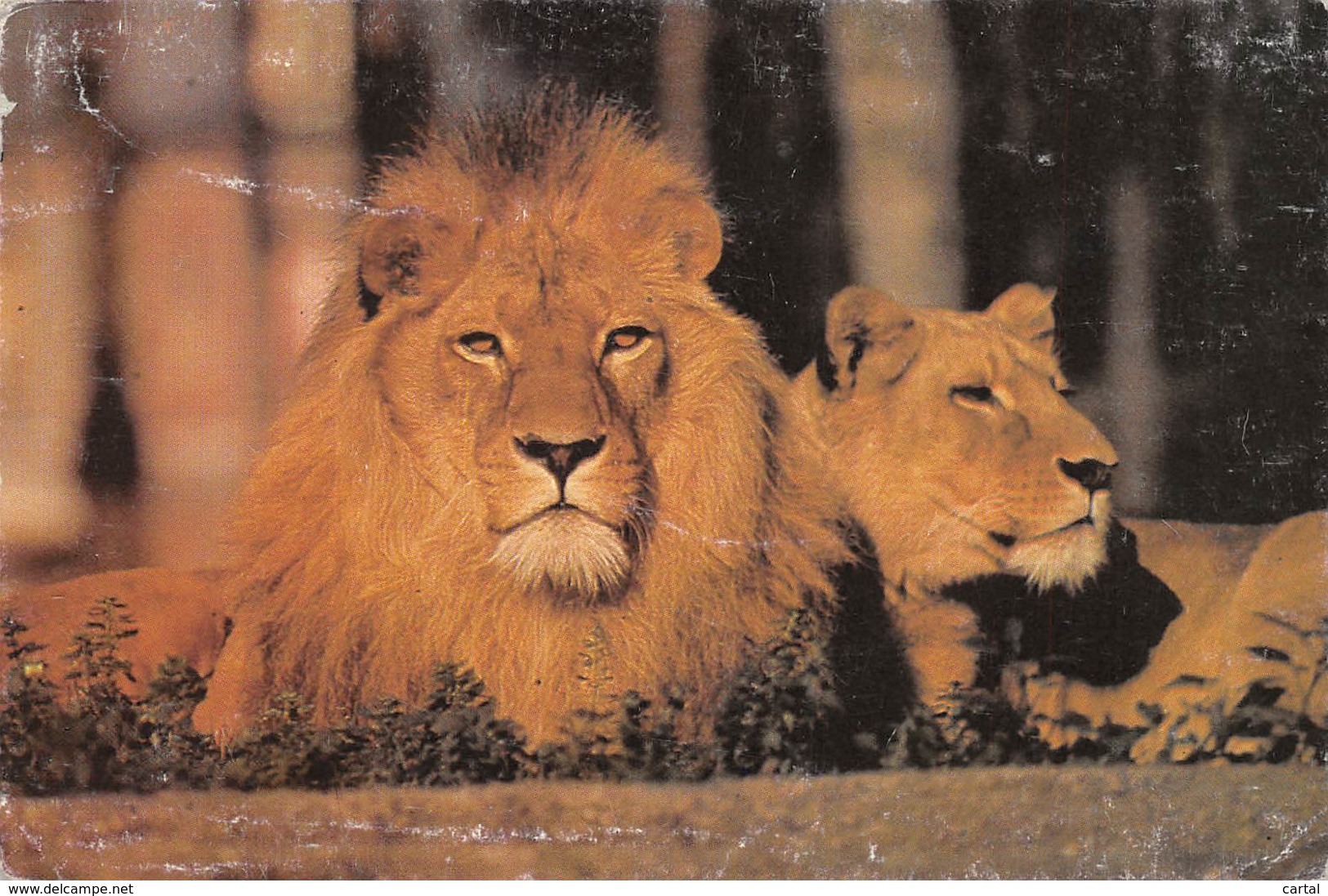 Le Lion Et La Lionne - Leoni