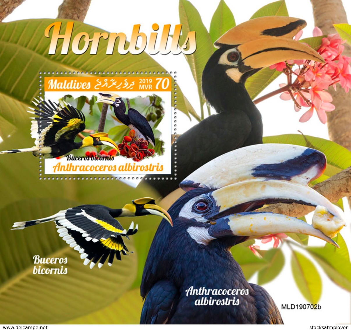 Maldives 2019  Fauna  Hornbills S201910 - Maldives (1965-...)