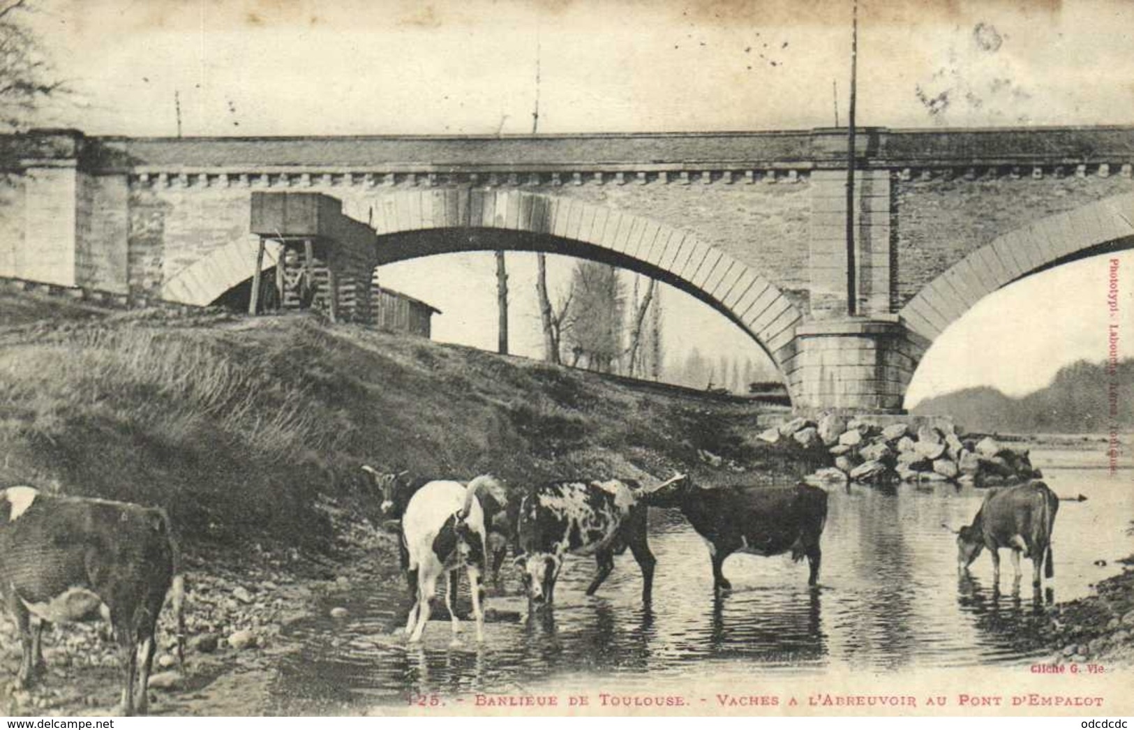 Banlieue De TOULOUSE Vaches à L'Abreuvoir Au Pont D'Empalot RV - Toulouse