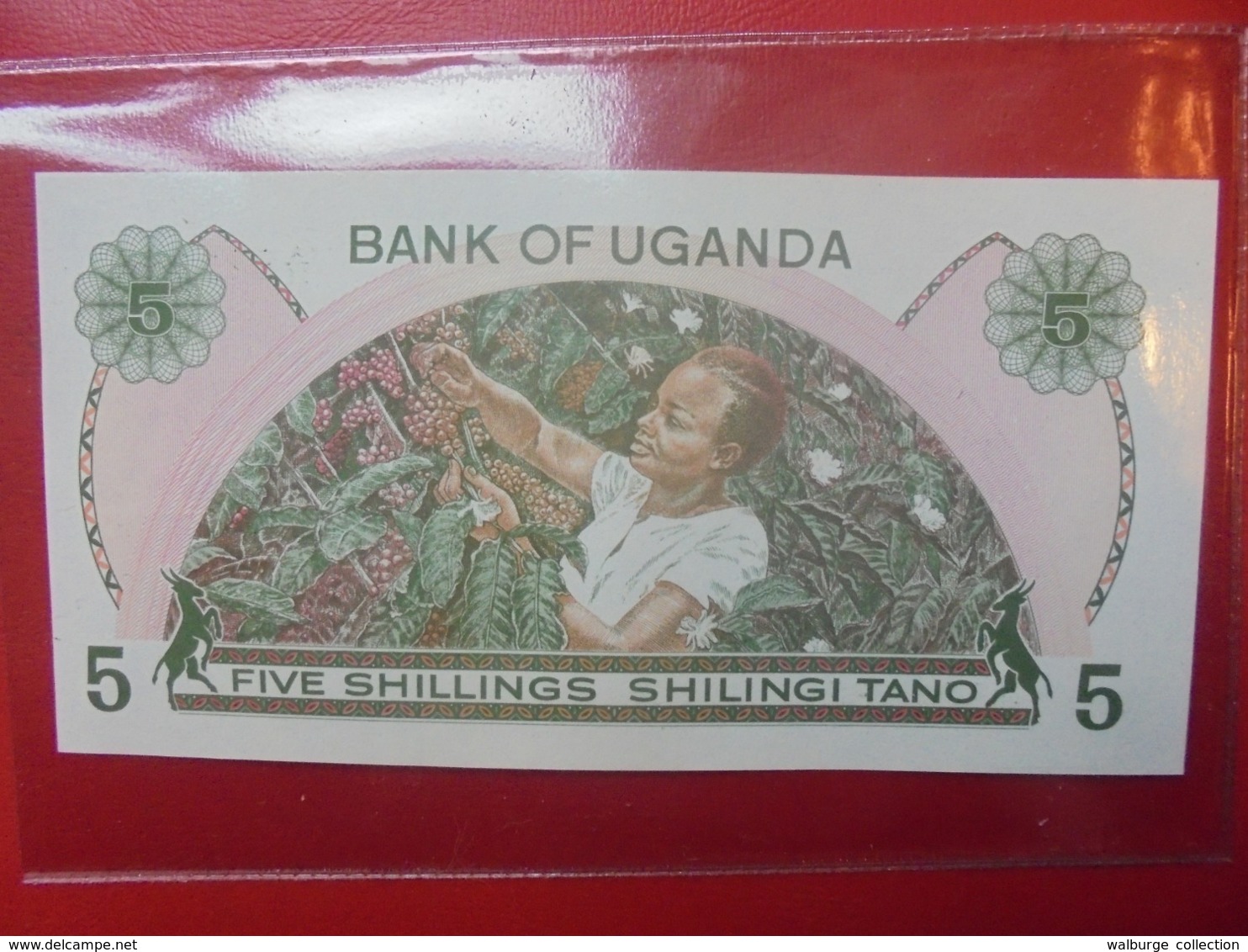 OUGANDA 5 SHILLINGS 1982 PEU CIRCULER/NEUF (B.9) - Oeganda