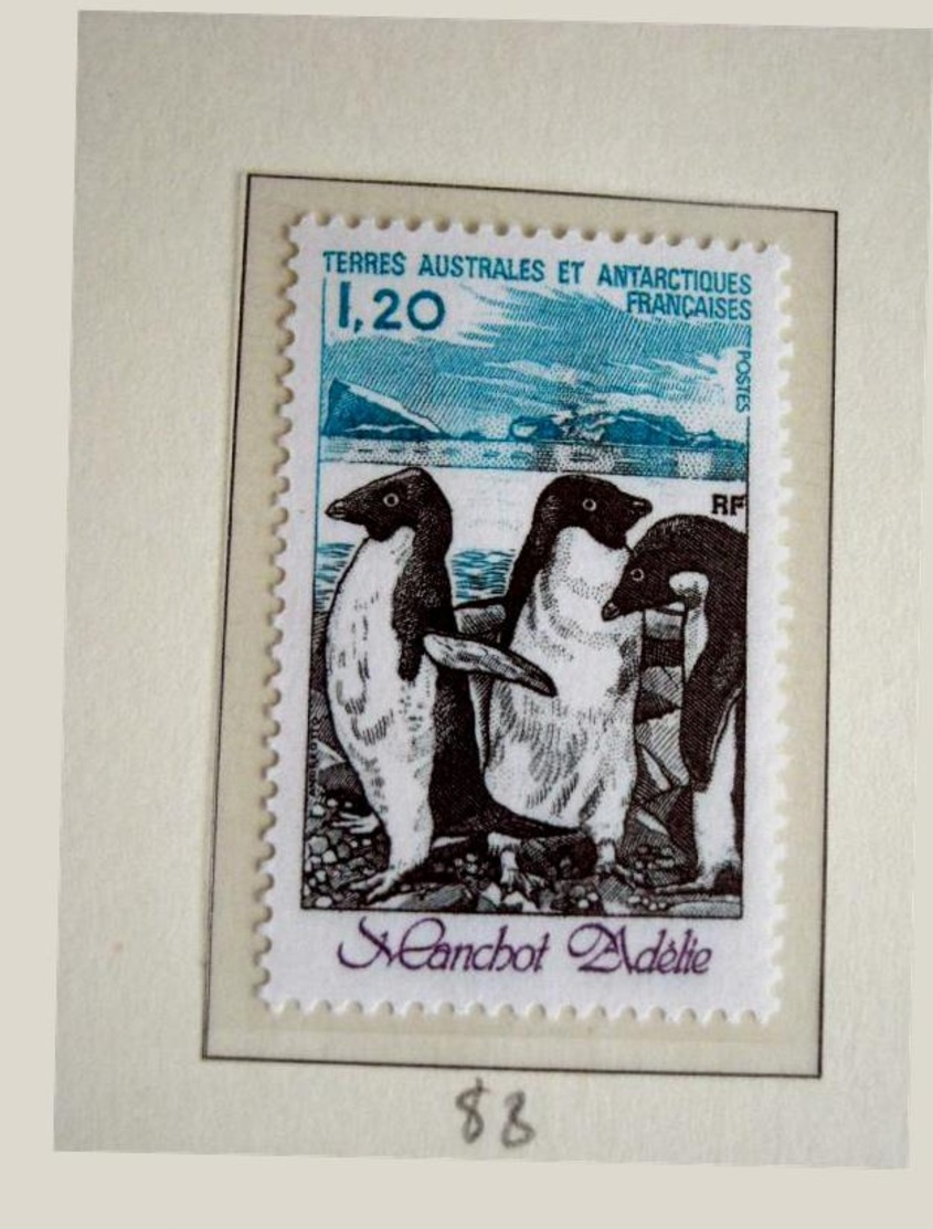 TAAF Stаmp Penguin 1981 Birds - Pinguine