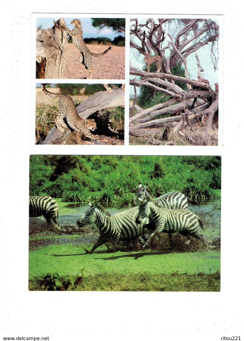 Grande Cpm - Lot 2 - Guépard CHEETAH - Zèbre Zebras - African Wildlife - Cebras