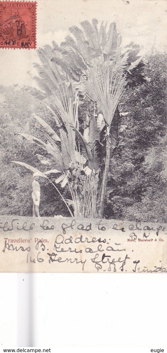 287/ Trinidad, Travellers' Palm 1906 - Trinidad