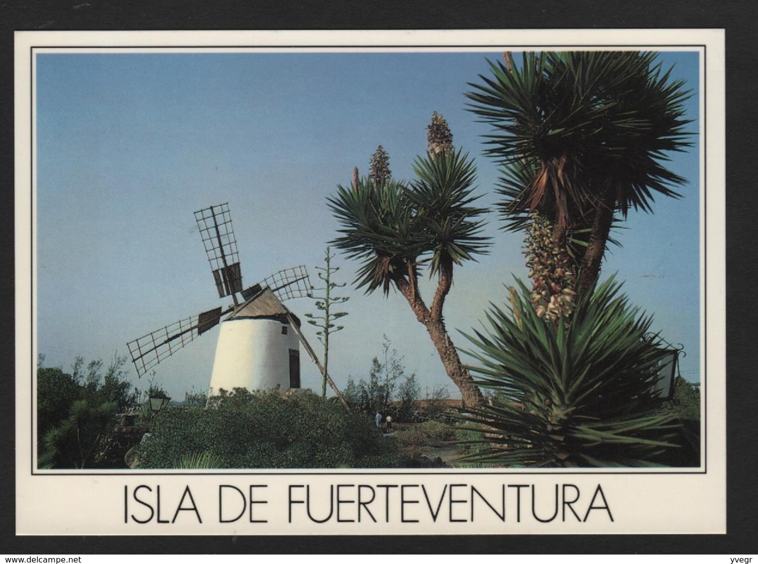 - Espagne - GRAN-CANARIAS - Isla De Fuerteventura  - Moulin à Vent , Palmiers - Fuerteventura