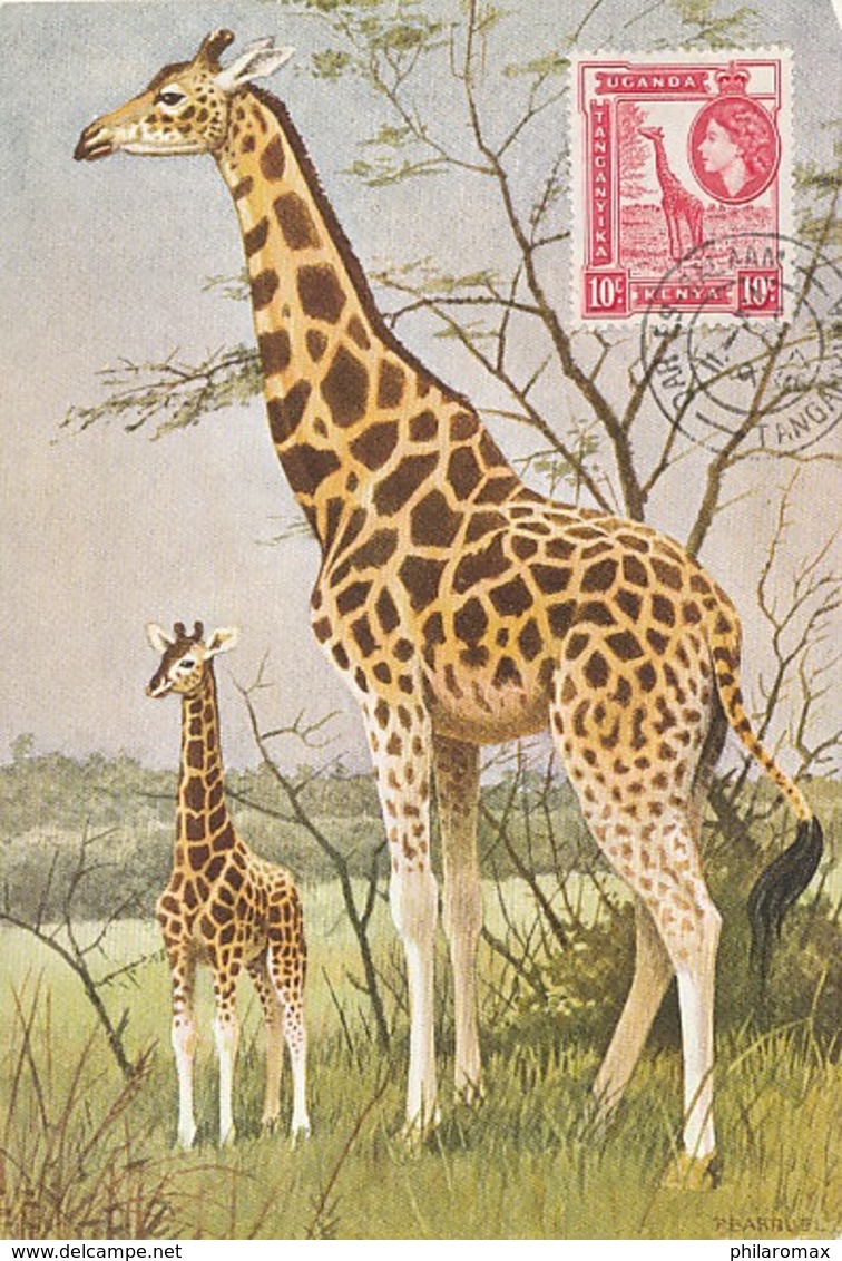 D38566 CARTE MAXIMUM CARD 1957 UGANDA KENYA - GIRAFFE CP ORIGINAL - Giraffes