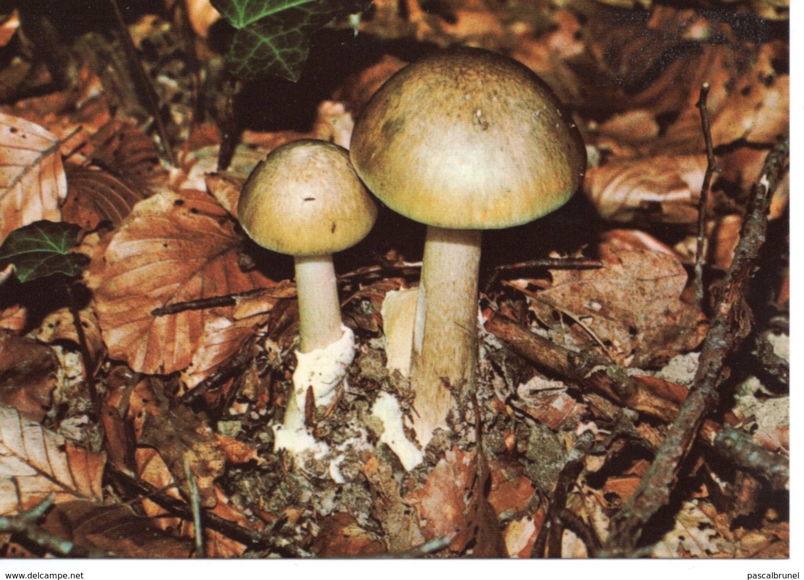 AMANITA PHALLOIDES - AMANITE PHALLOIDE - Mushrooms