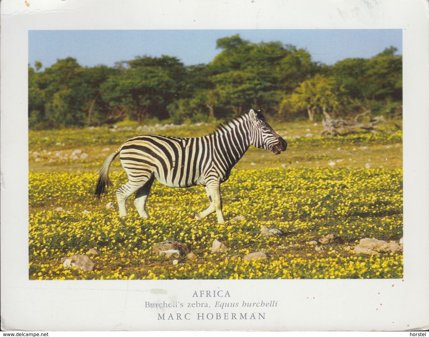 Namibia - Animal - Zebra - Nice Stamp - Namibia