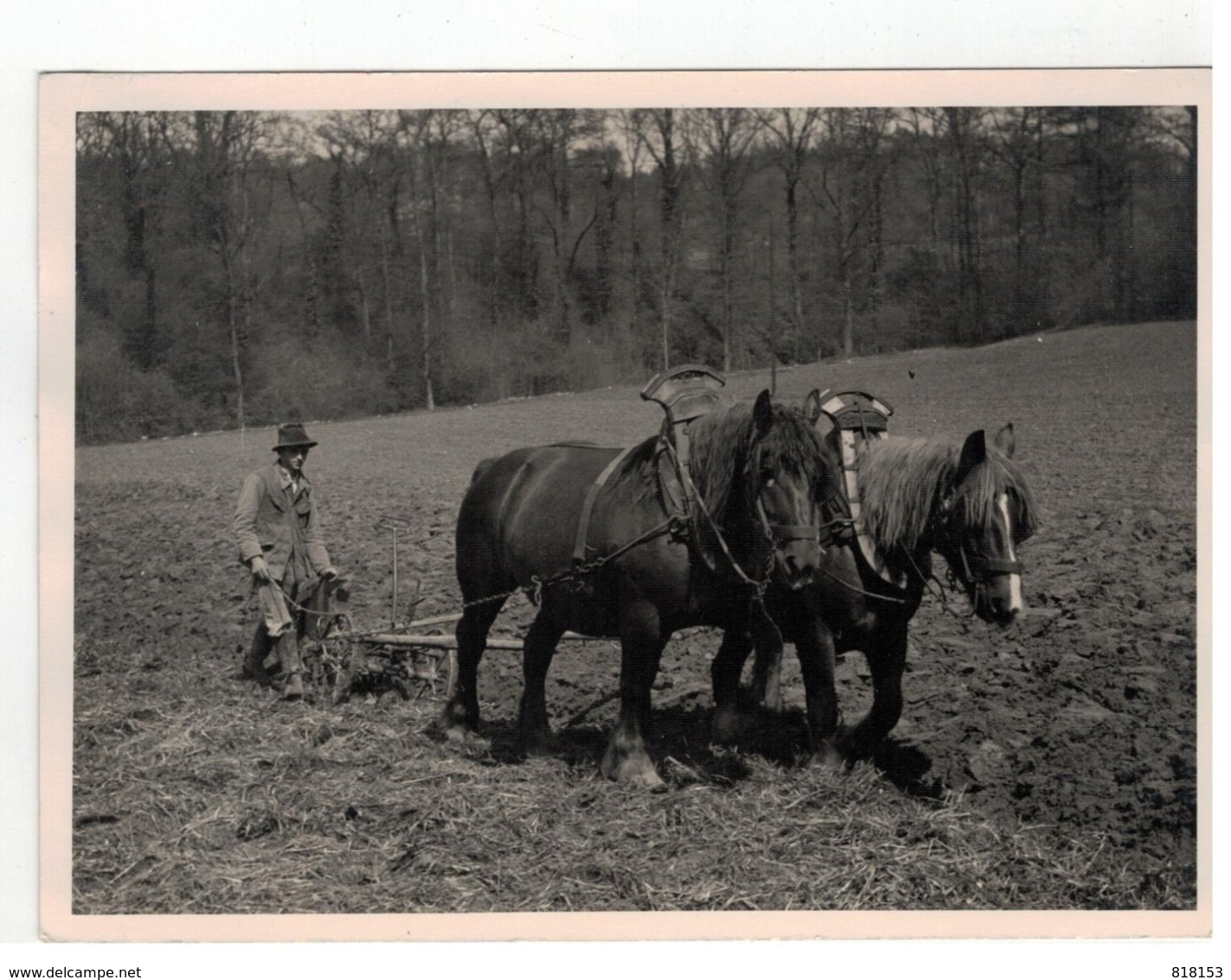 Ploegende Boer Met Paarden (oude Fotokaart 18x13 Cm , Port 2,30€) - Attelages
