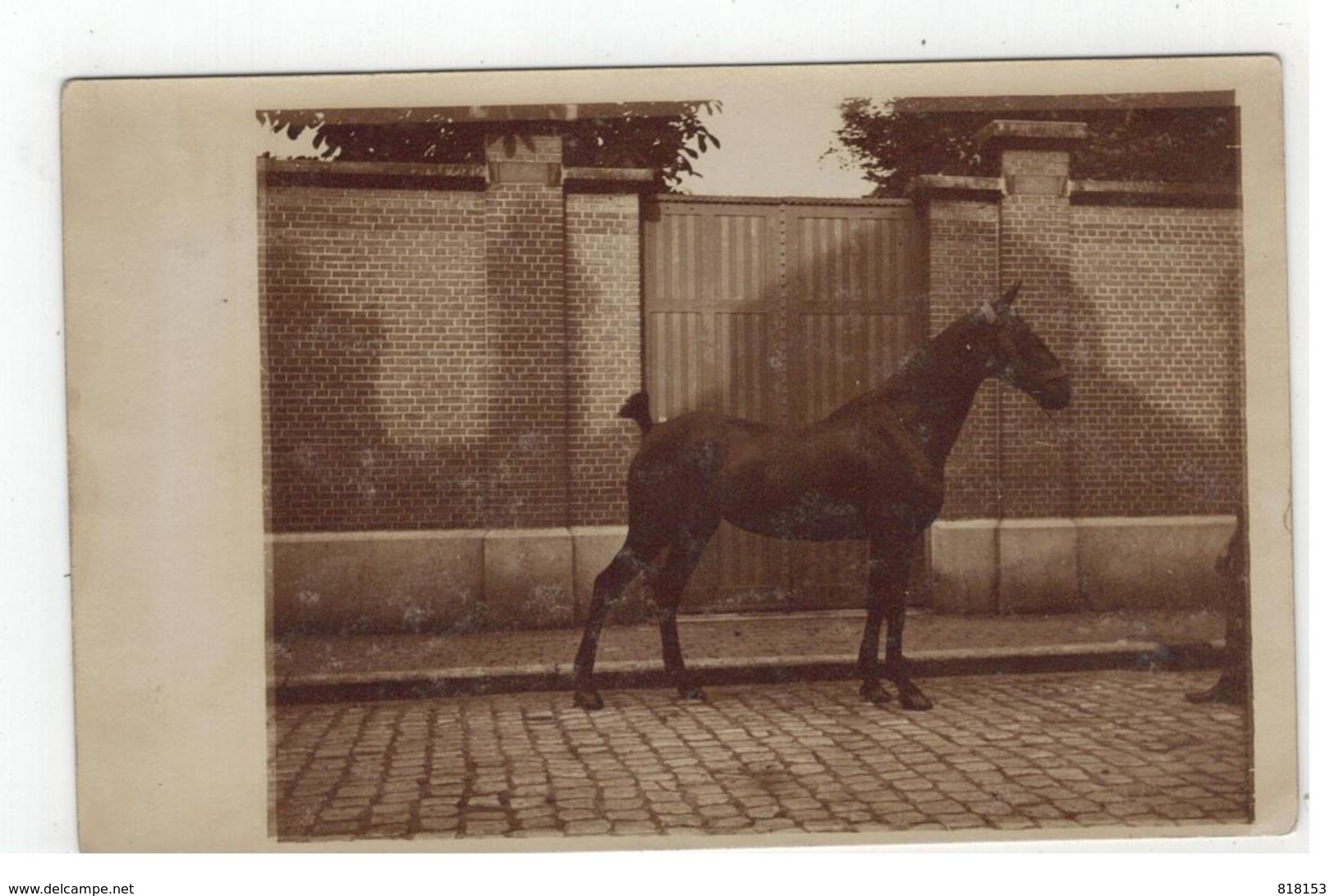 Ras Paard (oude Fotokaart Begin 1900) - Horses