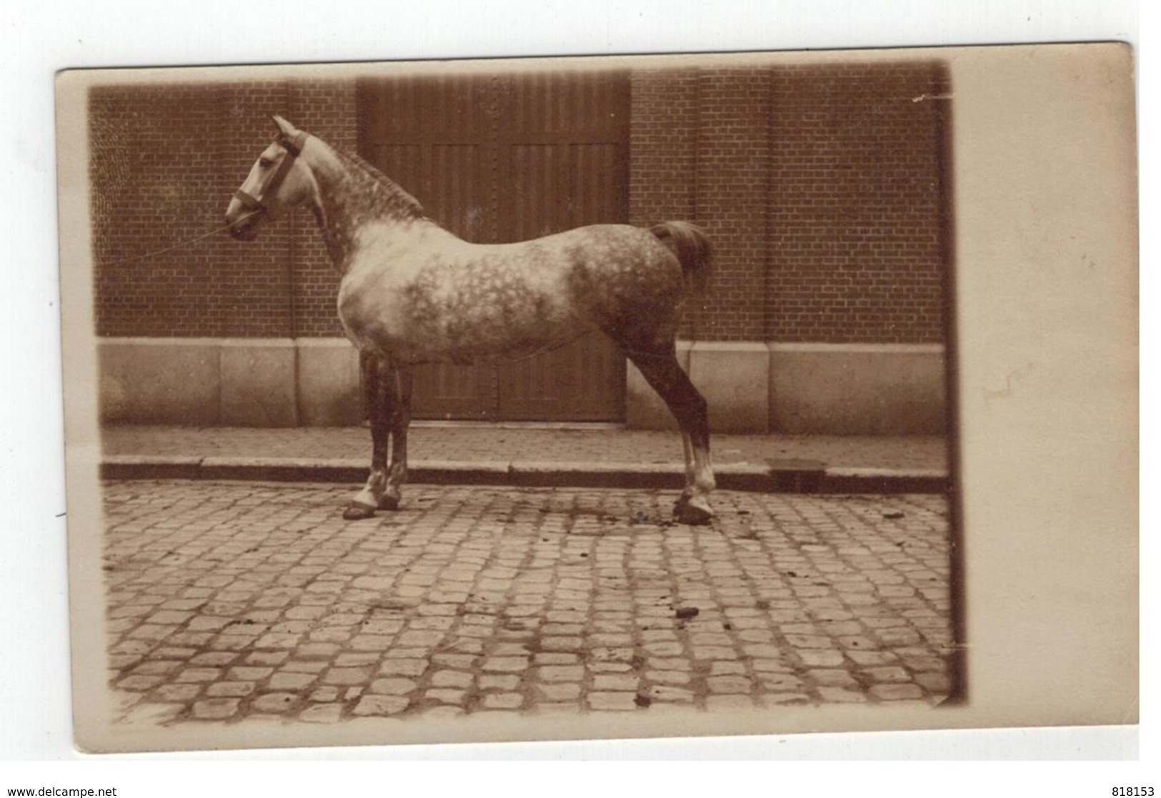 Ras Paard (oude Fotokaart Begin 1900) - Paarden