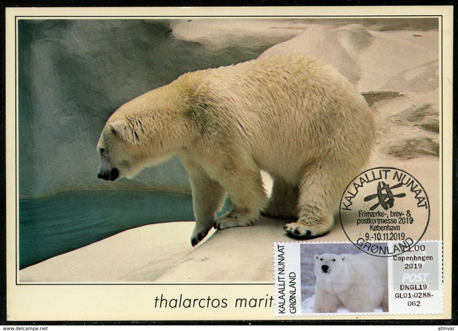 GREENLAND GROENLAND (2019) - Carte Maximum Card ATM - Polar Bear, Der Eisbär (Thalarctos Maritimus) - Copenhagen 2019 - Cartas Máxima