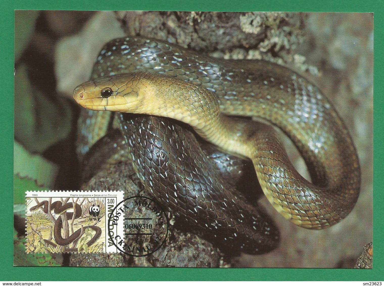 Moldova / Moldawien  1993 , Aesculapian Snake - WWF Official Maximum Card - Posta Moldova 06.06.1993 - Snakes