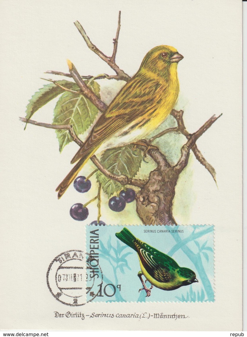 Albanie Carte Maximum Oiseaux 1971 Serin 1311 - Albanie