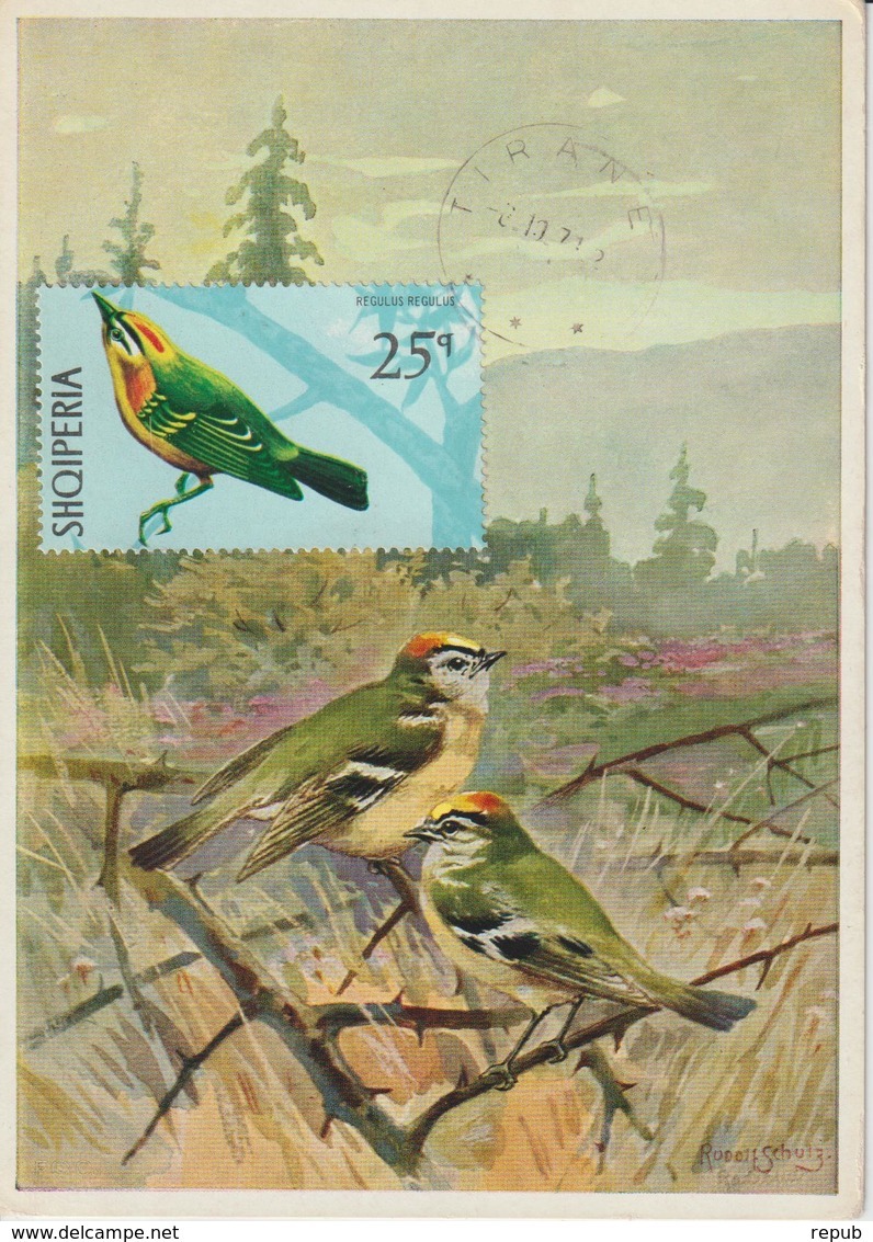 Albanie Carte Maximum Oiseaux 1971 Roitelet 1313 - Albanie