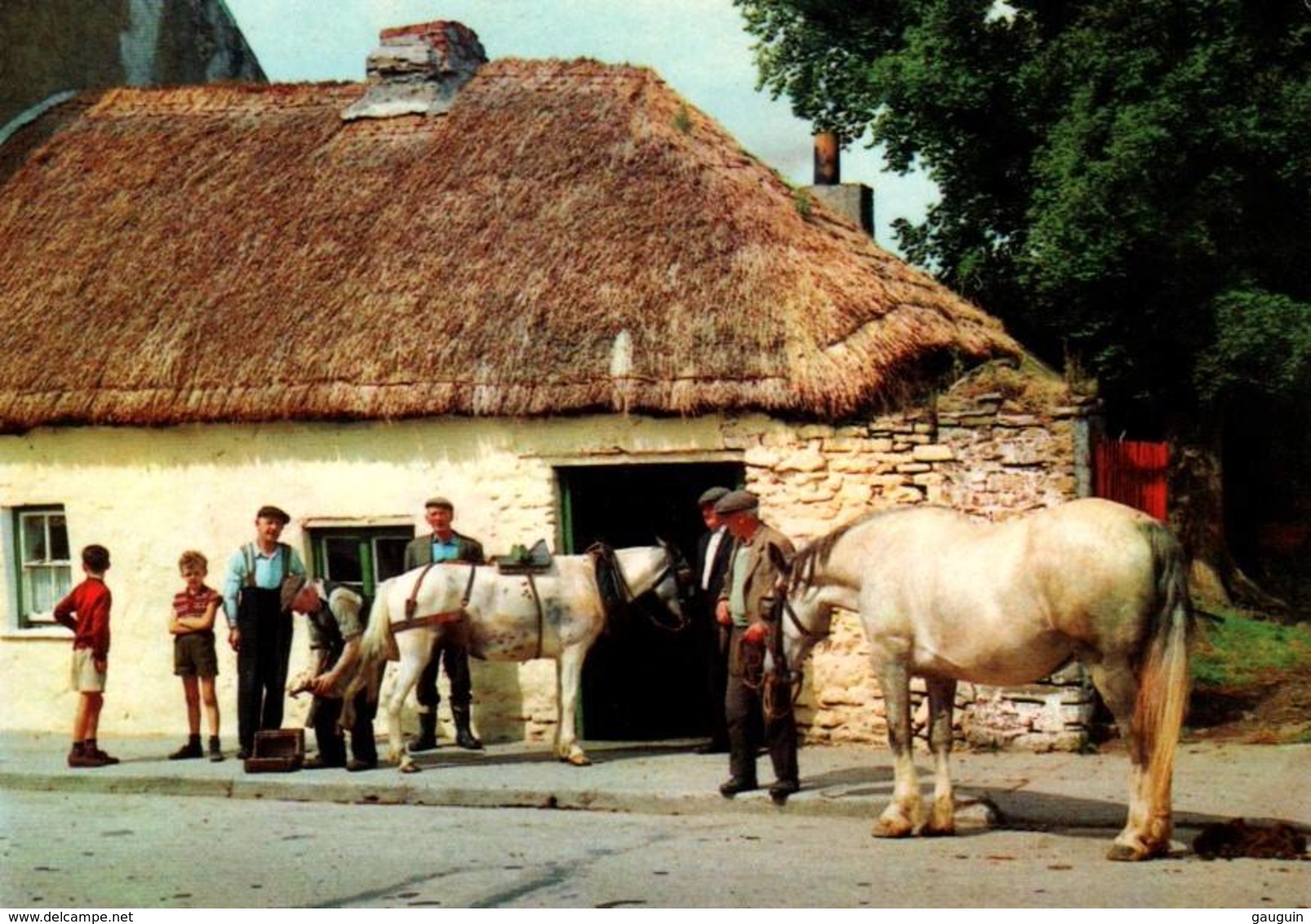 CPM - IRLANDE - MARECHAL-FERRAND ... - Chevaux