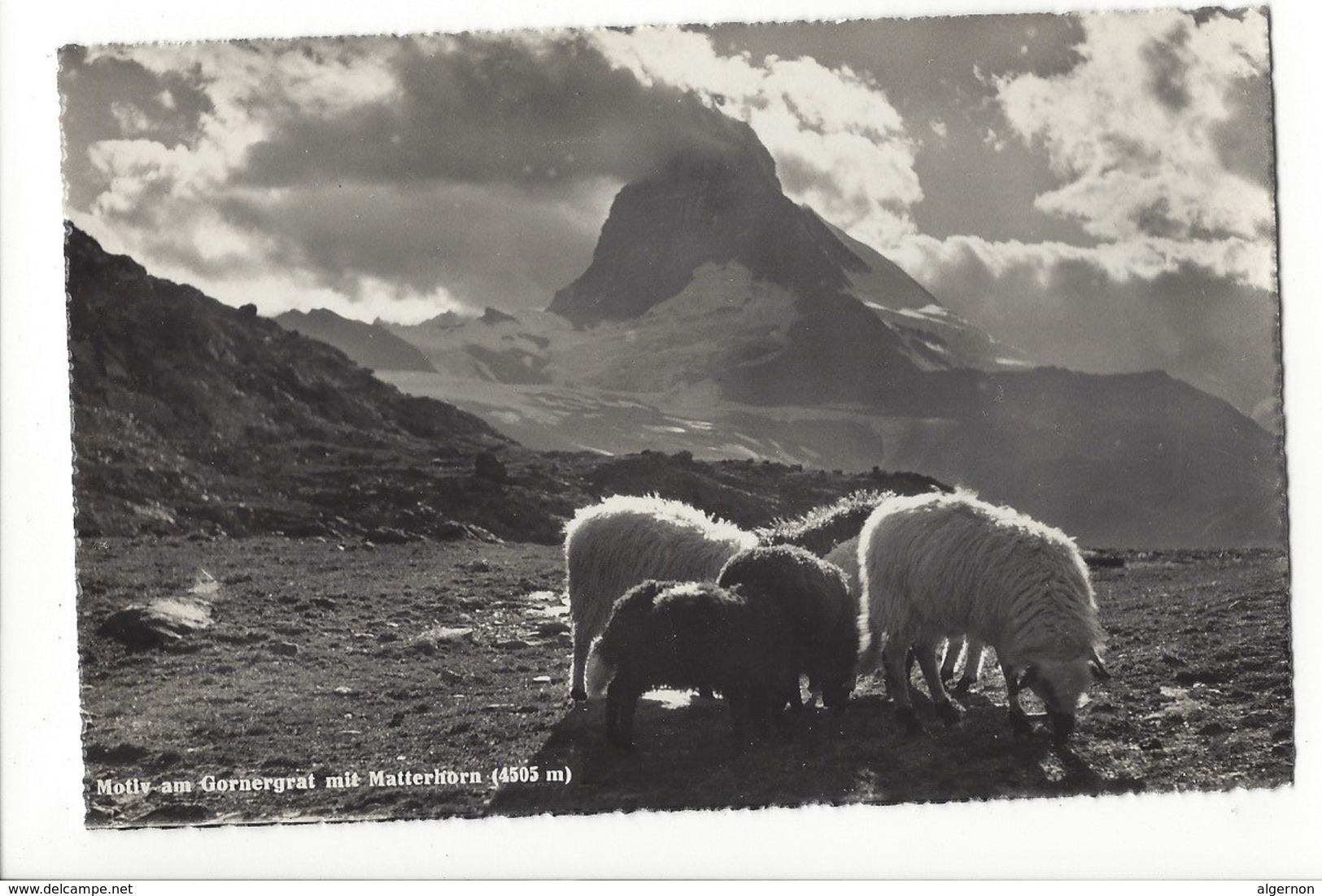 22801 - Motiv Am Gornergrat Mit Matterhorn Moutons - Autres & Non Classés