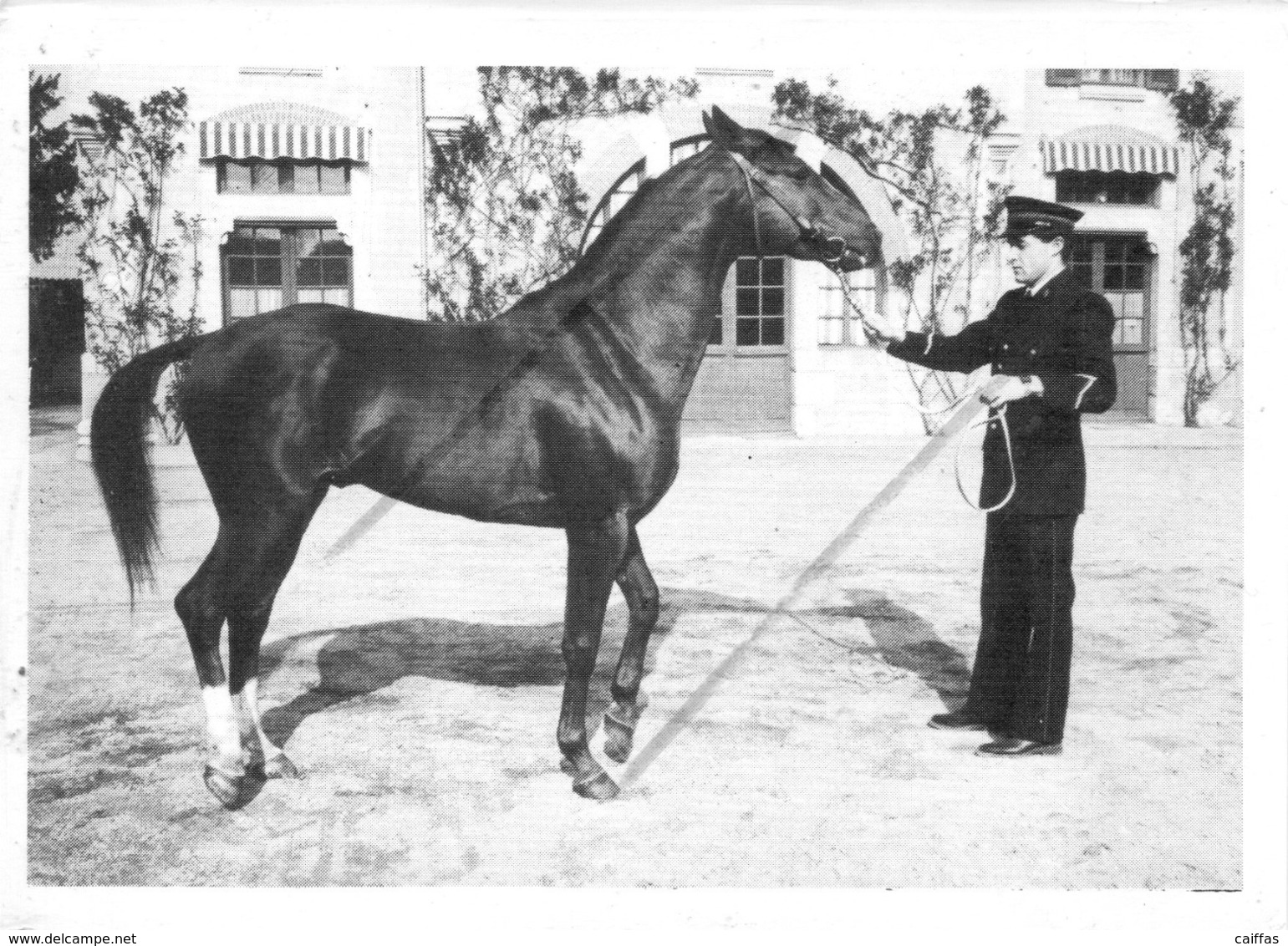 VILLENEUVE SUR LOT CARTE D'ADHERENT DU HARAS  PRESENTATION DU CHEVAL PERMISSIONNAIRE - Villeneuve Sur Lot