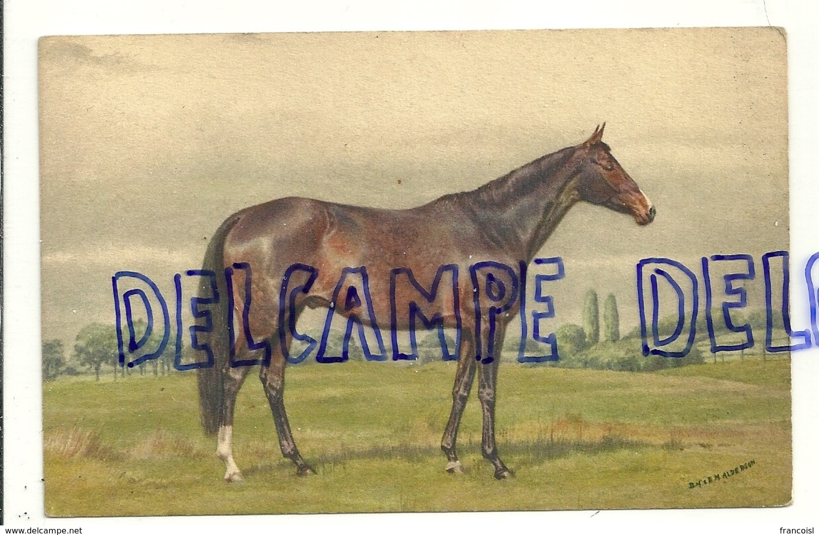 Dessin. Cheval. English Thoroughbred : Sire - Chevaux