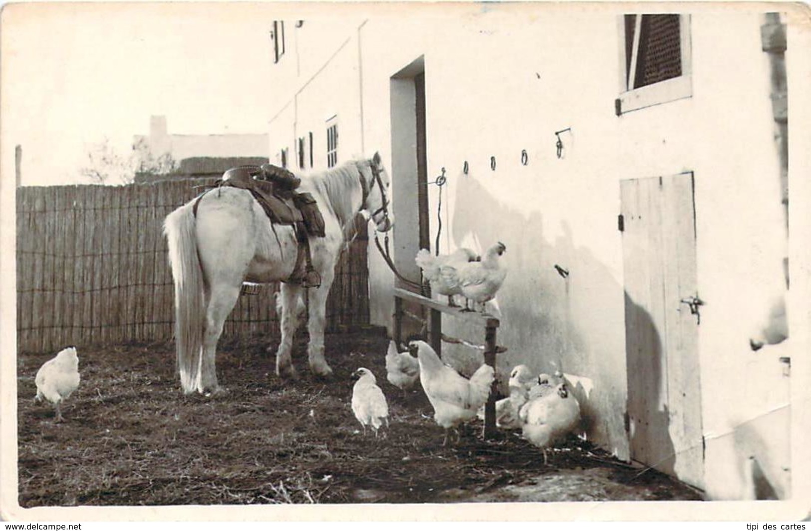 13 - En Camargue - Basse-cour Poules Et Cheval Blanc, Carte Photo George Arles Probablement Stes-Maries-de-la-Mer - Saintes Maries De La Mer