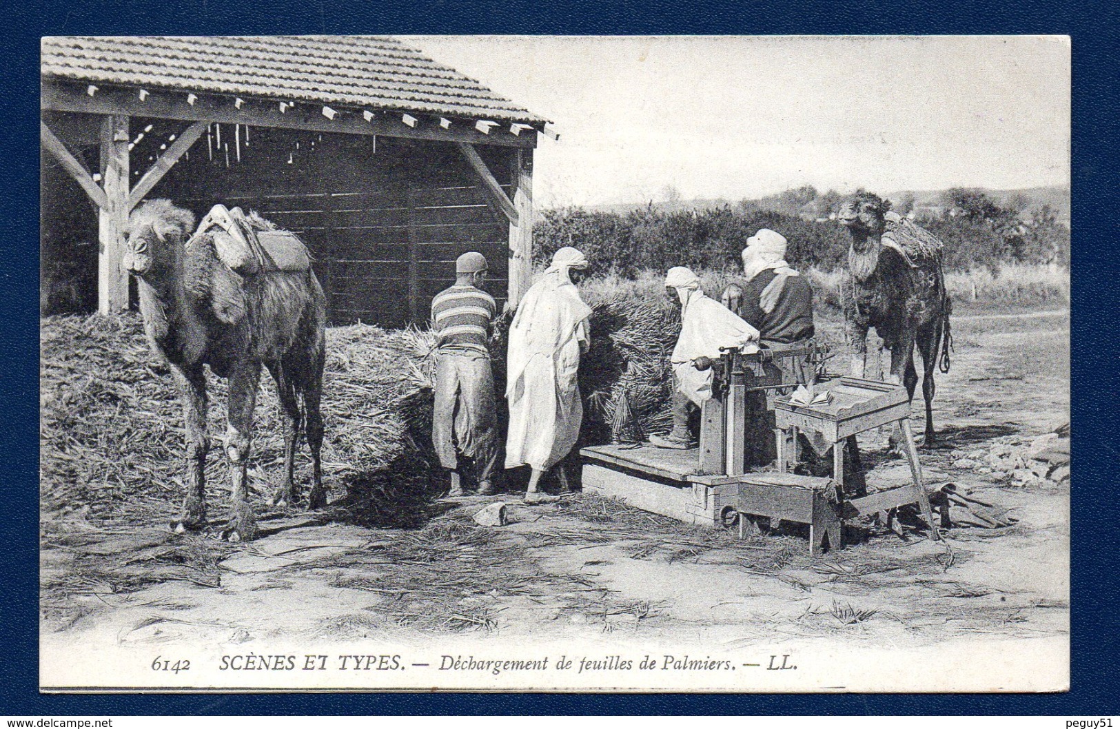 Algérie. Déchargement Des Feuilles De Palmiers Transportées Sur Chameaux. - Berufe