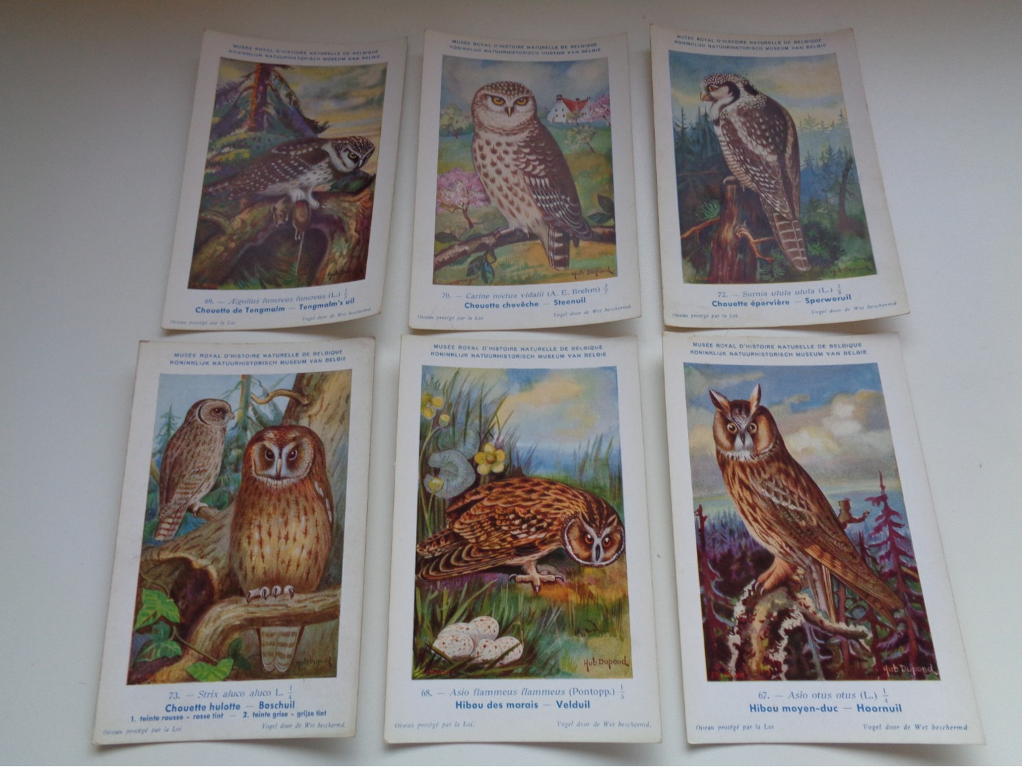 Beau Lot De 10 Cartes Postales Oiseaux  Oiseau  Illustrateur H.Dupond Chouette     Mooi Lot Van 10 Postk. Van Uil  Vogel - 5 - 99 Cartes