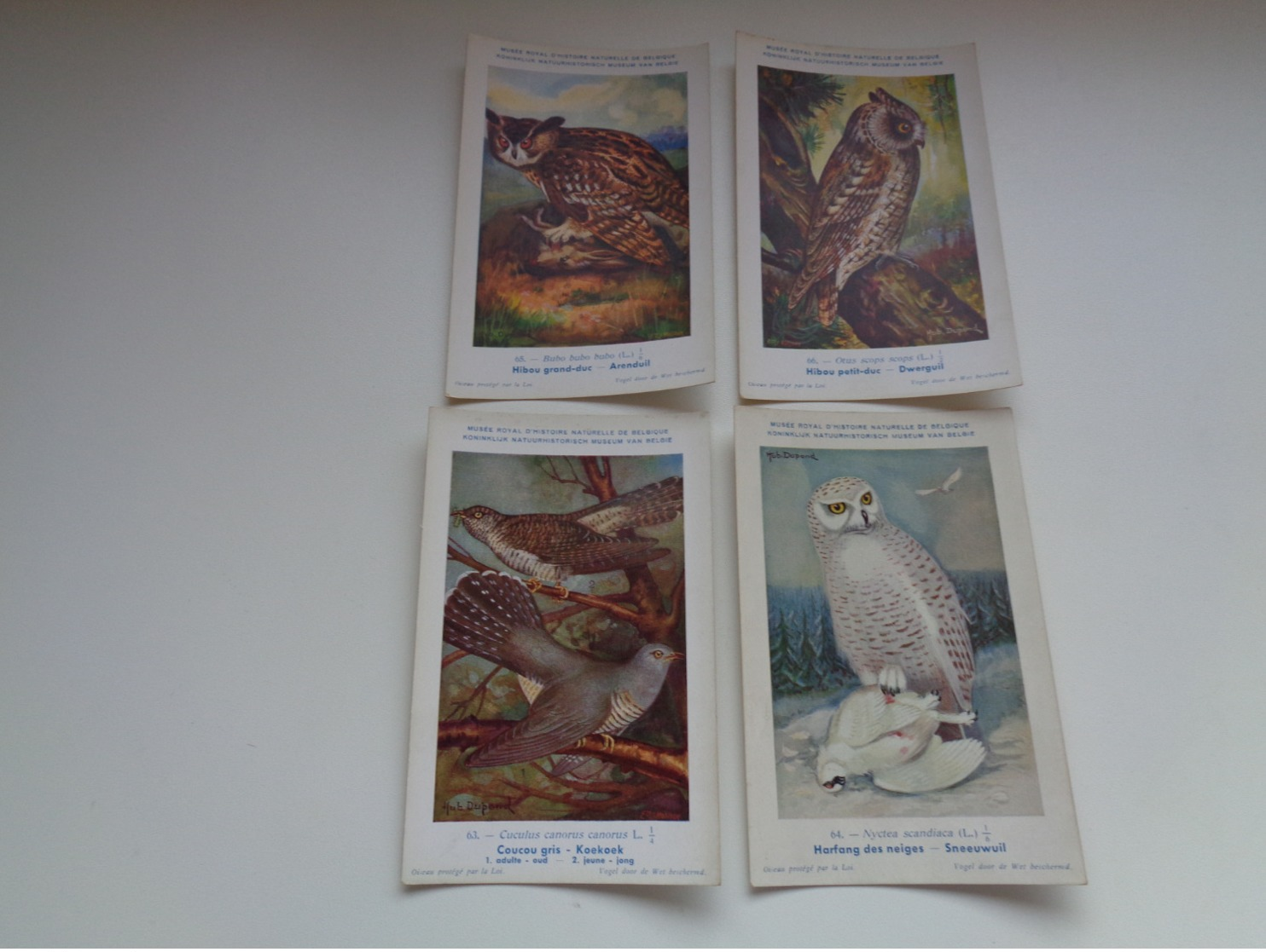 Beau Lot De 10 Cartes Postales Oiseaux  Oiseau  Illustrateur H.Dupond Chouette     Mooi Lot Van 10 Postk. Van Uil  Vogel - 5 - 99 Cartes