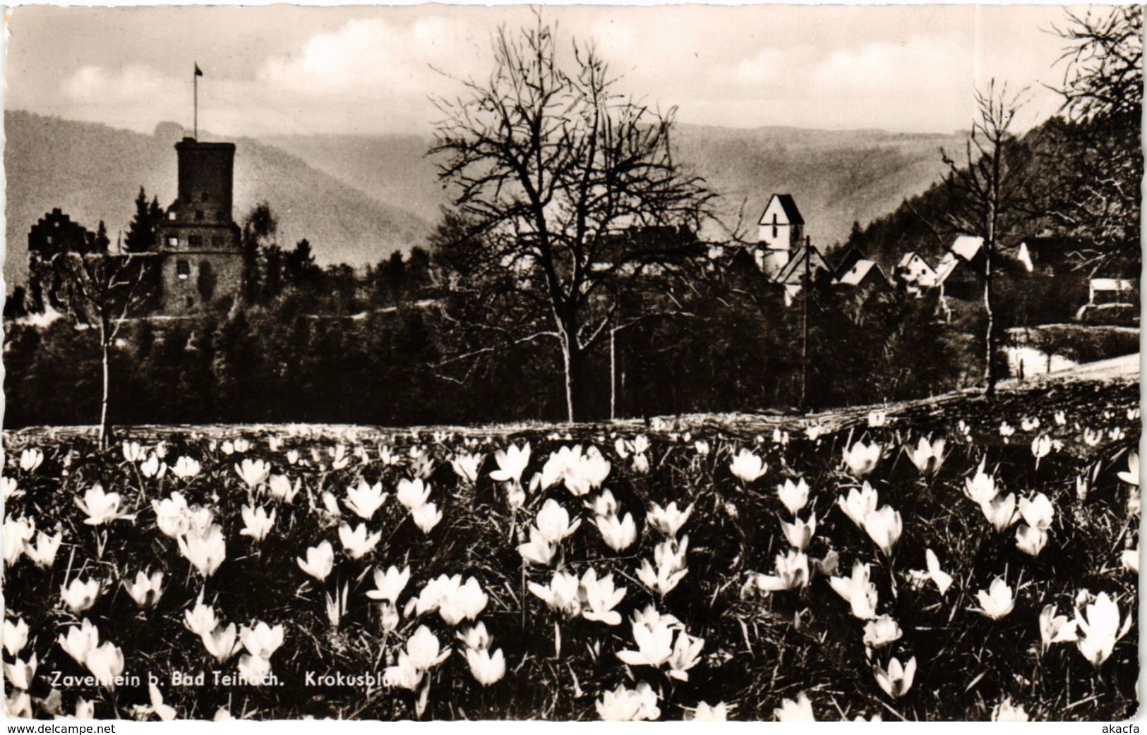 CPA AK Bad Teinach- Krokusblute GERMANY (908073) - Kaiserstuhl