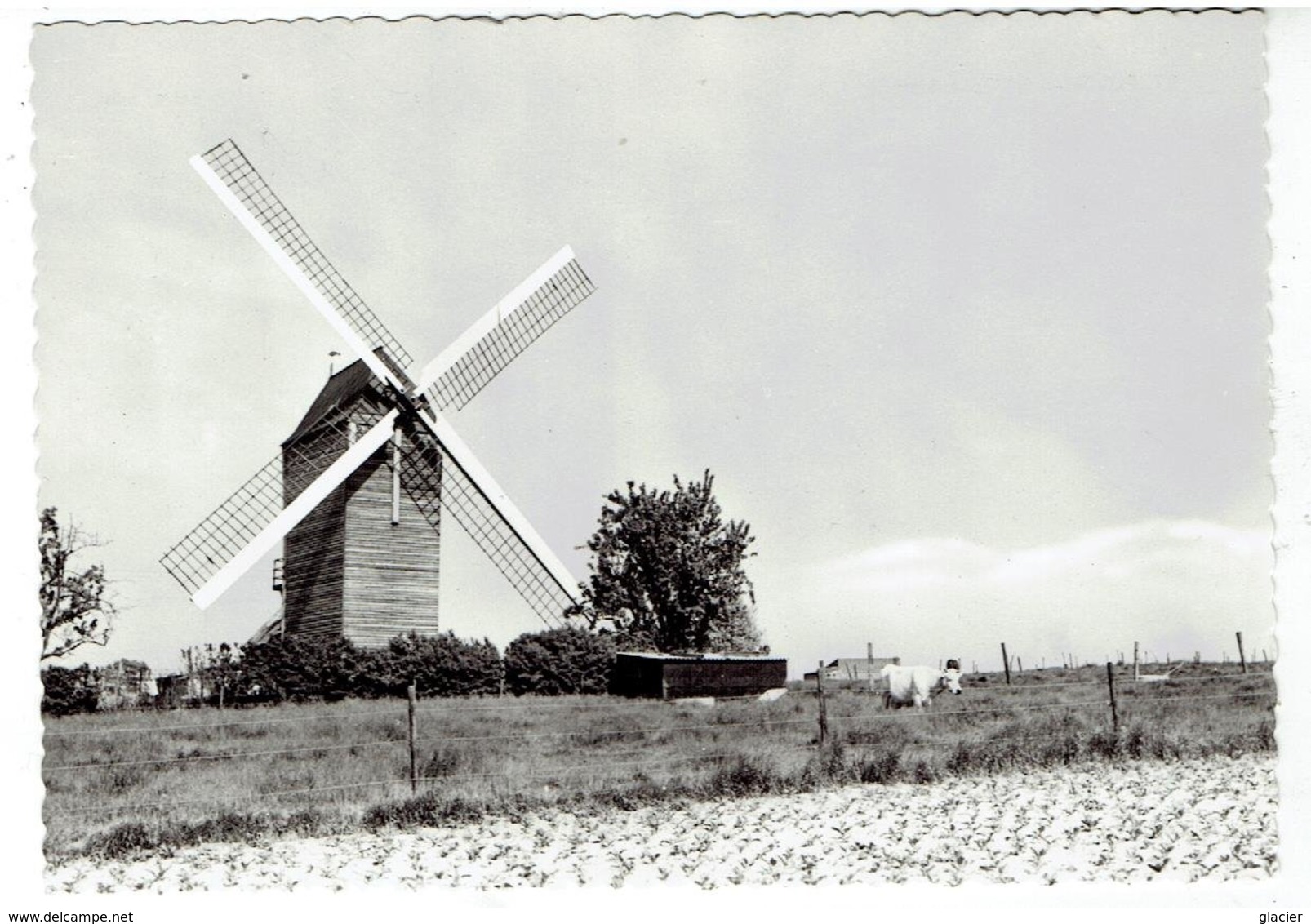 ST ELOOIS-WINKEL - Ledegem - Lindemolen 1720 - Drukkerij Herman - Ledegem