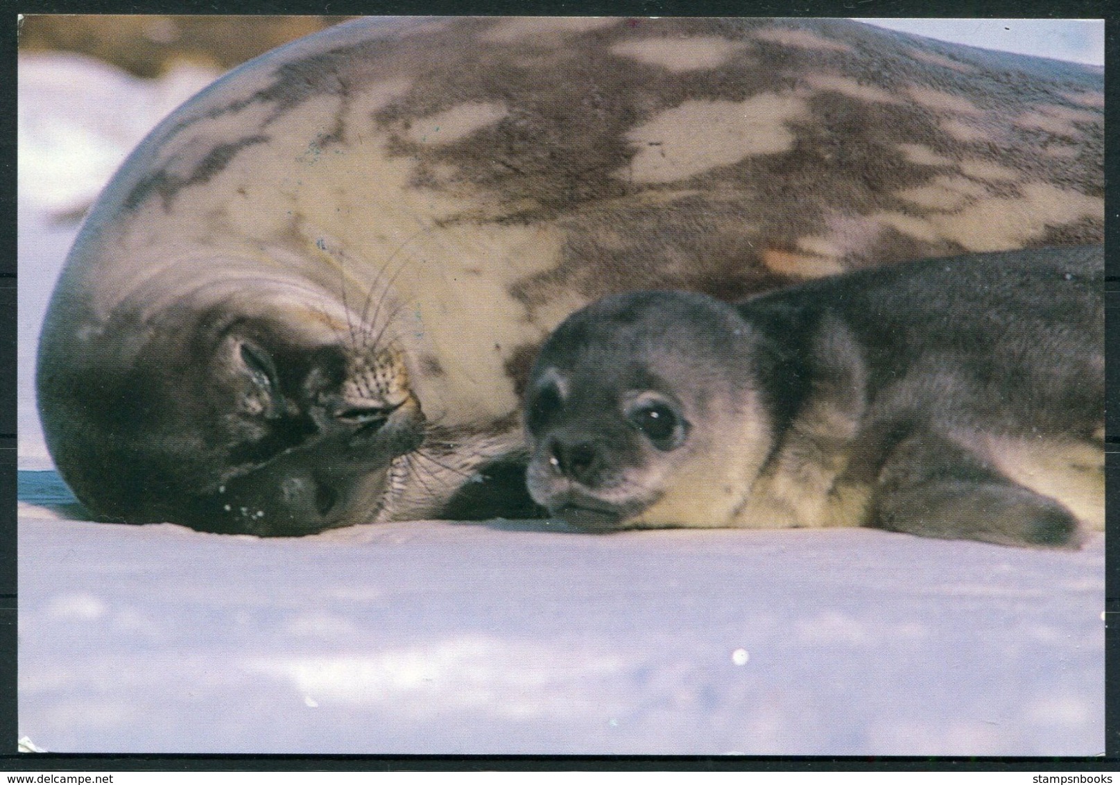 1995 Chile China, Seal Postcard Antarctic Polar Expedition Penguin, Great Wall Station, Eduardo Frei - Antarctic Expeditions