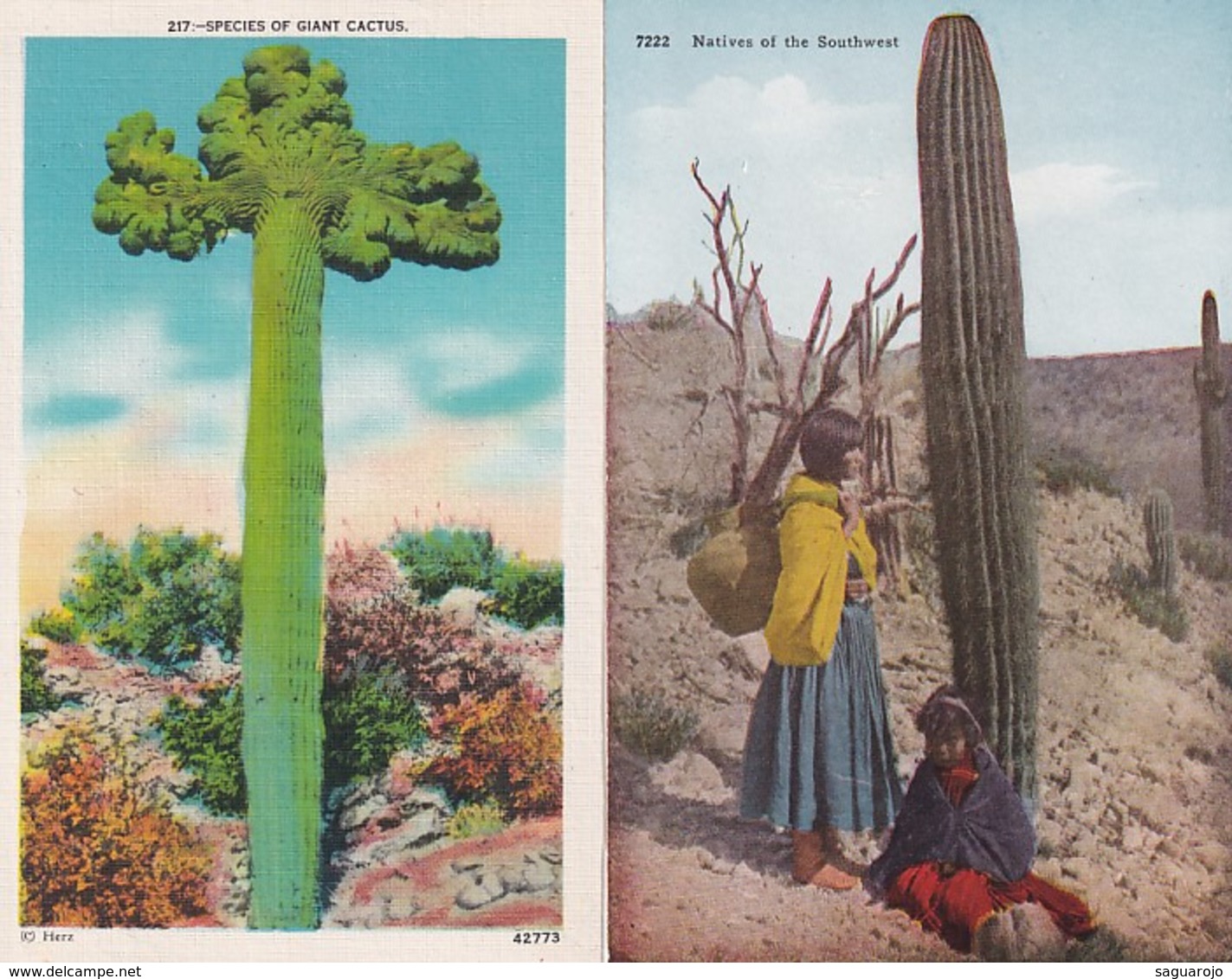 USA, Alte Karten, Old Cards, Kakteen Cactus Saguaro - Autres & Non Classés