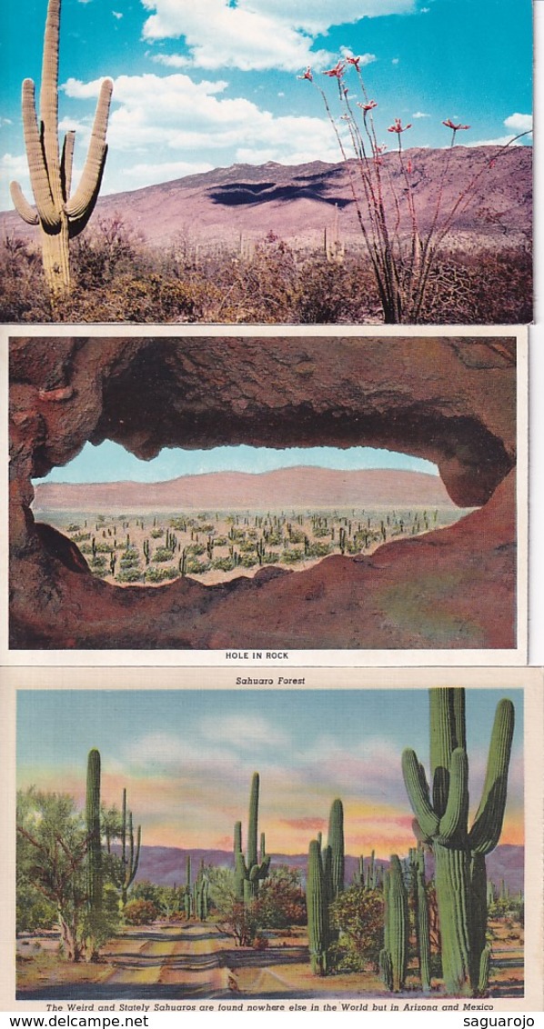 USA, Alte Karten, Old Cards, Kakteen Cactus Saguaro - Autres & Non Classés