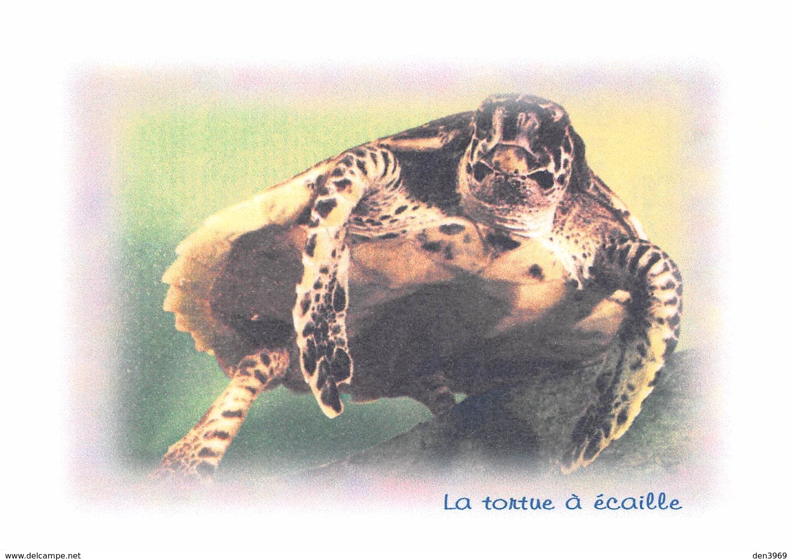 La TORTUE à Ecaille - Tirage Limité 12 Ex - Tortues