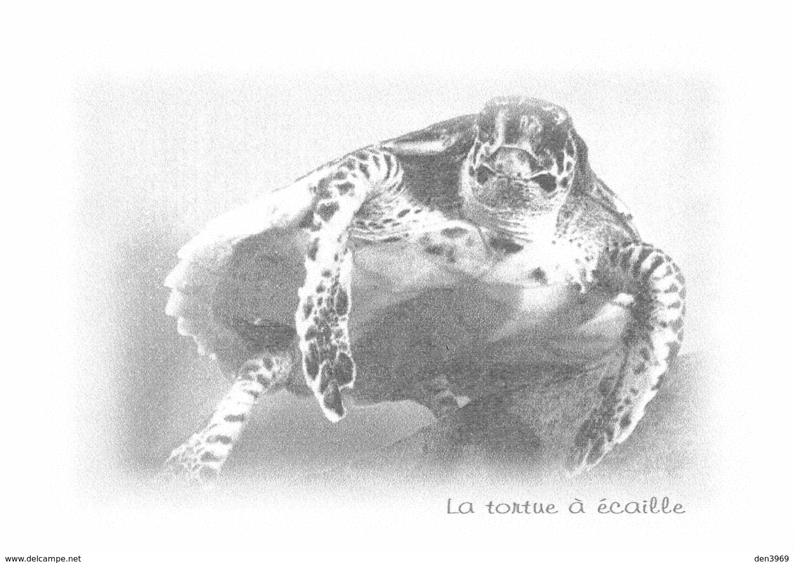 La TORTUE à écaille - Tirage Limité 12 Ex - Schildkröten
