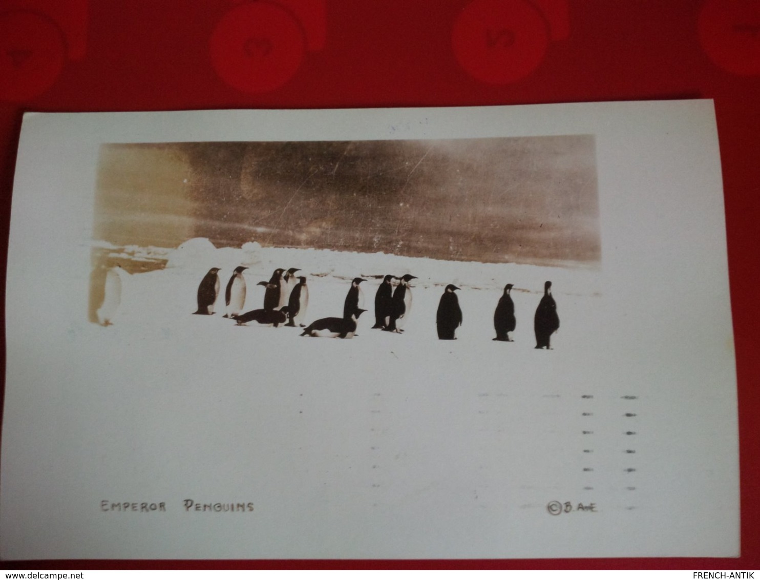 EXPEDITION POLAIRE LITTLE AMERICA  EMPEROR PENGUINS CACHET TIMBRE - Other & Unclassified
