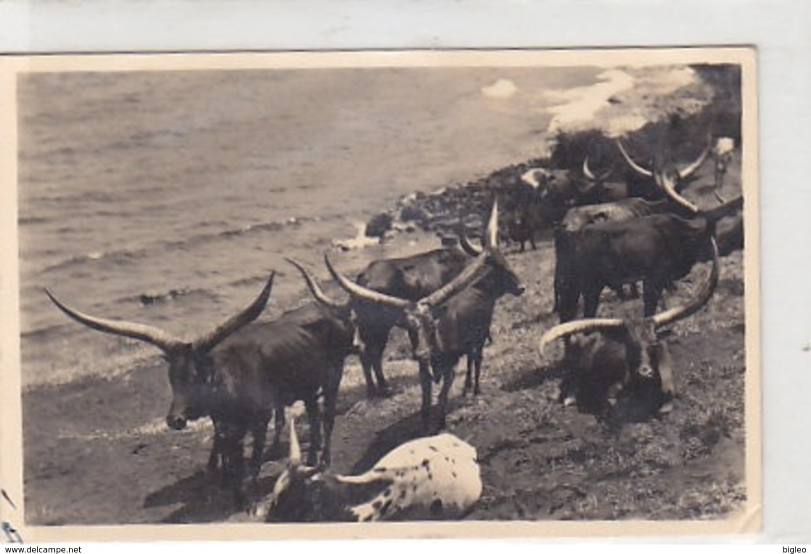 Ruanda - Heilige Tiere - Schöne Frankatur - 1938           (A-138-190413) - Ruanda- Urundi