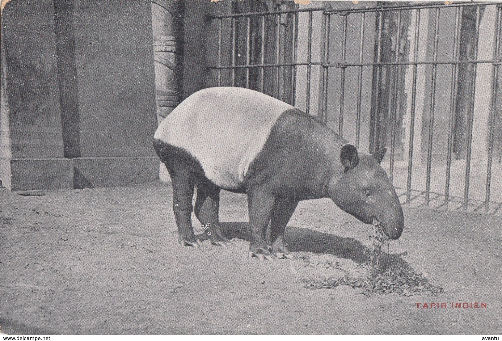 ANTWERPEN / DIERENTUIN / ZOO  1910 - Antwerpen