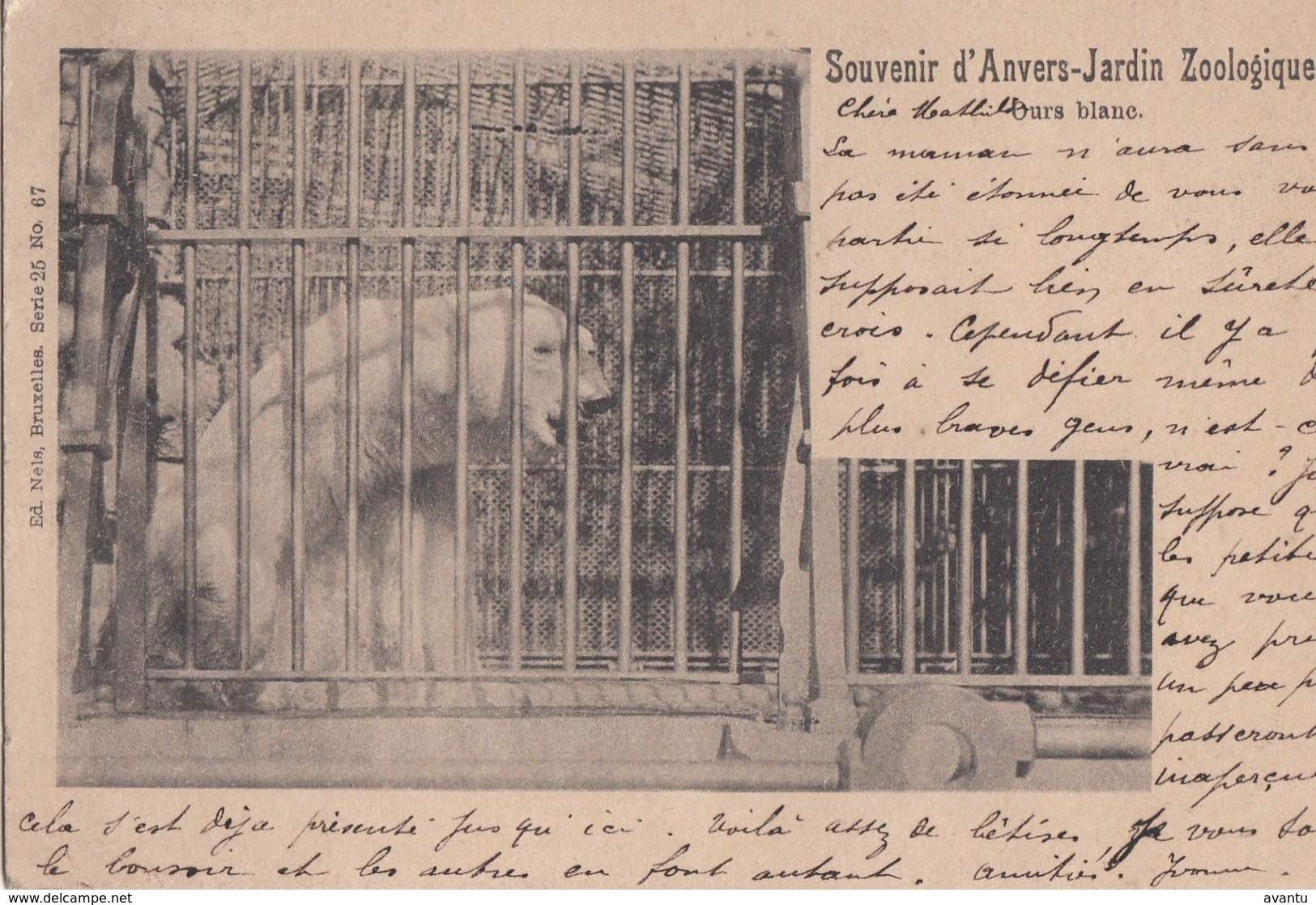 ANTWERPEN / DIERENTUIN / ZOO  1901 - Antwerpen