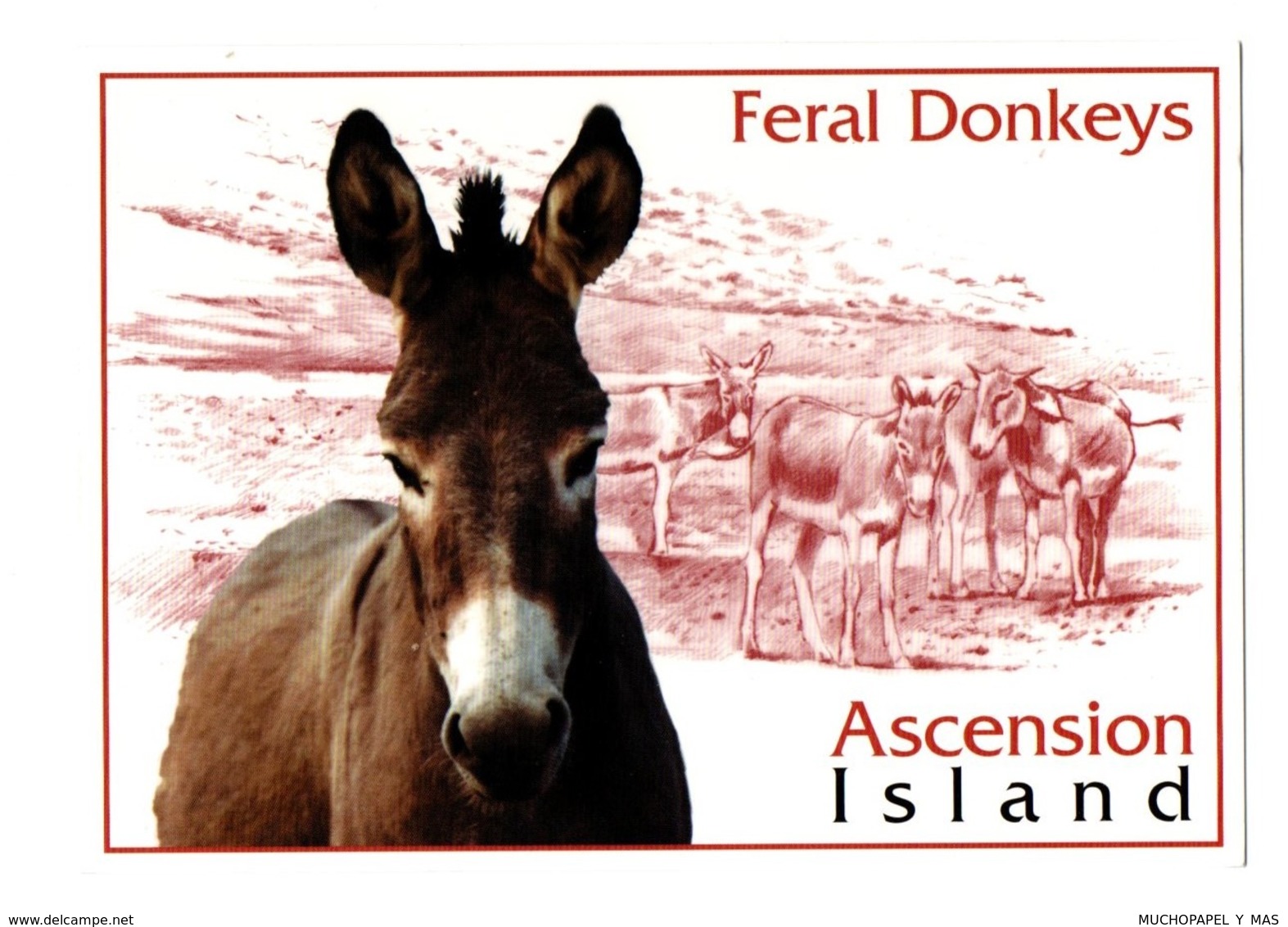 POSTAL POST CARD BURRO BURROS BURRITO DONKEY FERAL DONKEYS BORRICO ÂNE MULI DONK ASCENSION ISLAND ISLA ATLANTIC OCEAN... - Burros