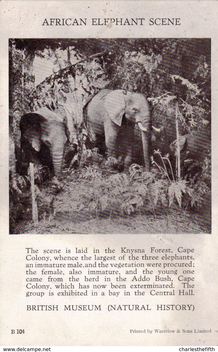 AFRICAN ELEPHANT SCENE ( From The Addo Bush In Cape Colony Which Has Been Terminated A Long Time Ago ) - RARE !! - Éléphants