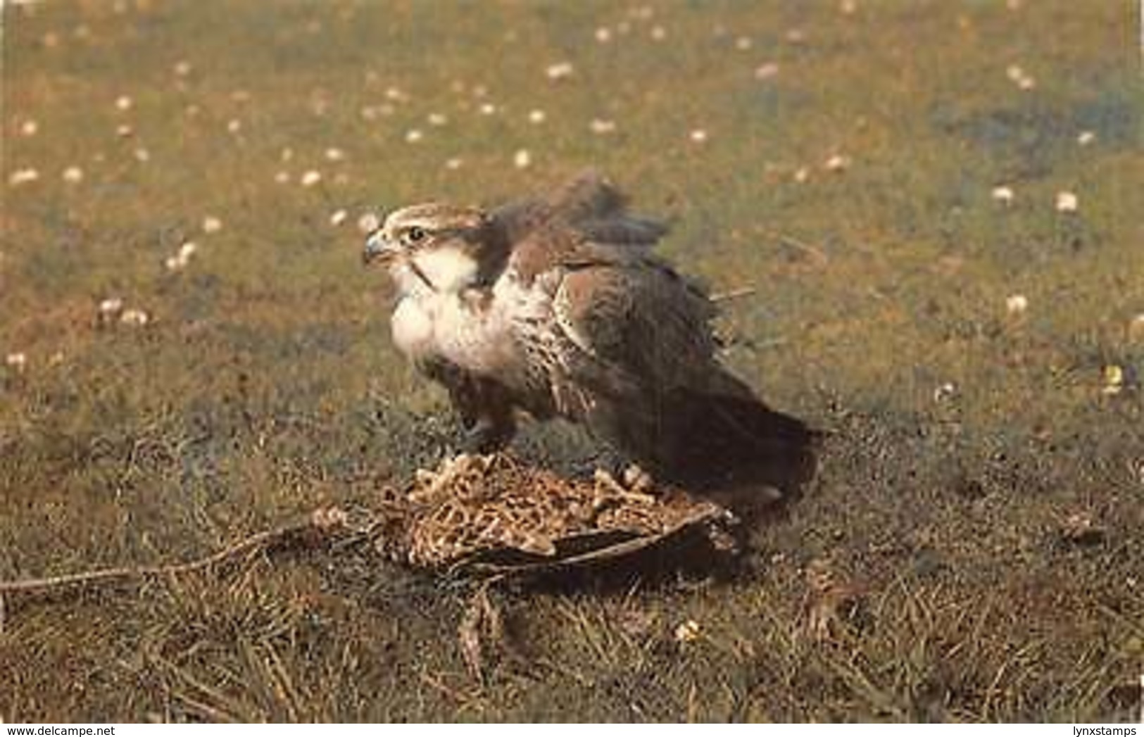 Wales Bae Colwyn: Lugger Falcon Welsh Mountain Zoo, Bird, Colwyn Bay - Altri & Non Classificati